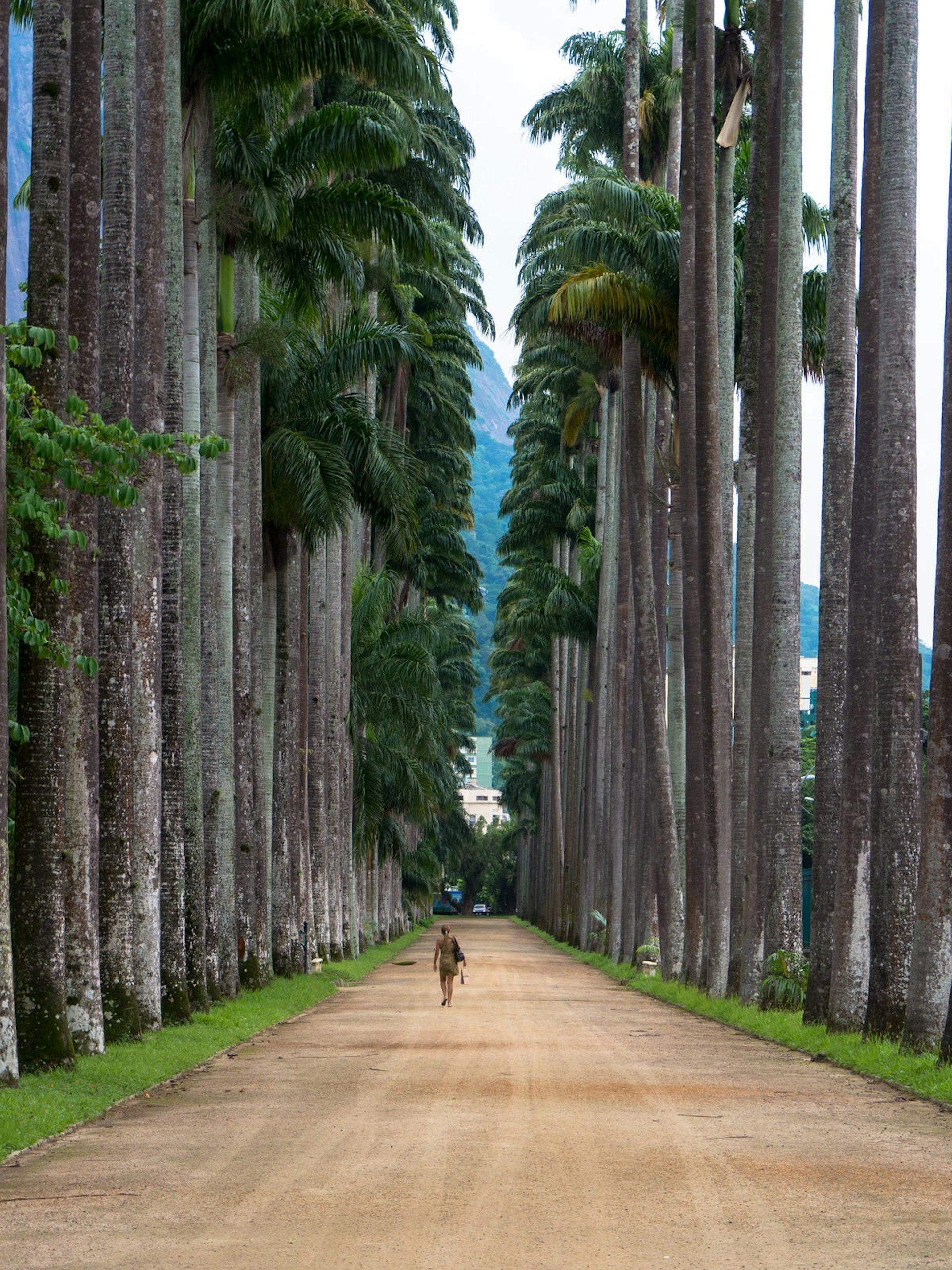 A woman walking down The Avenue of Royal Palms in the Jardim Botânico, Rio de Janeiro
