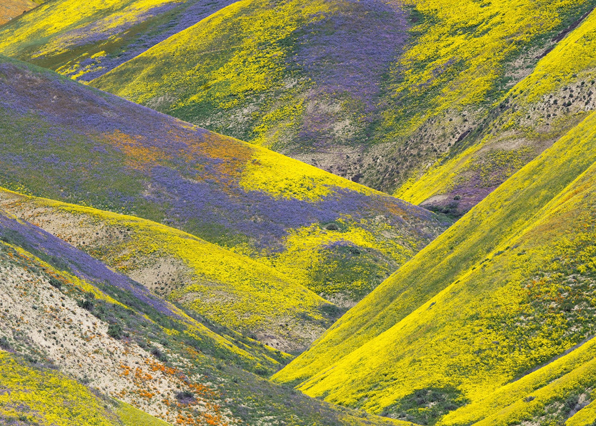 Wildflowers in the Temblor Range, part of the Carrizo Plain National Monument, California