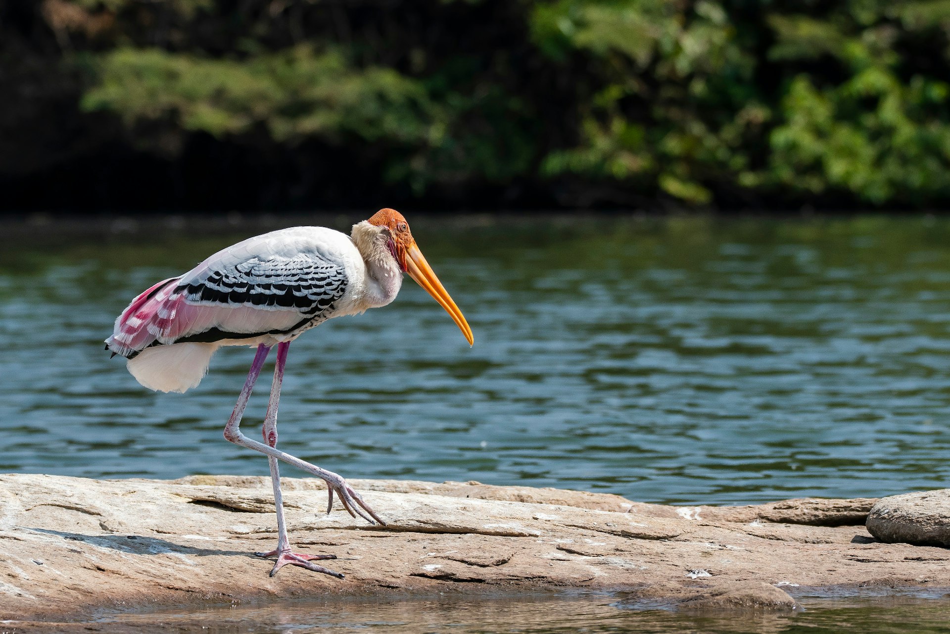 Painted stork on the banks of the Cauvery River © Chaithanya Krishna Photography / Getty Images