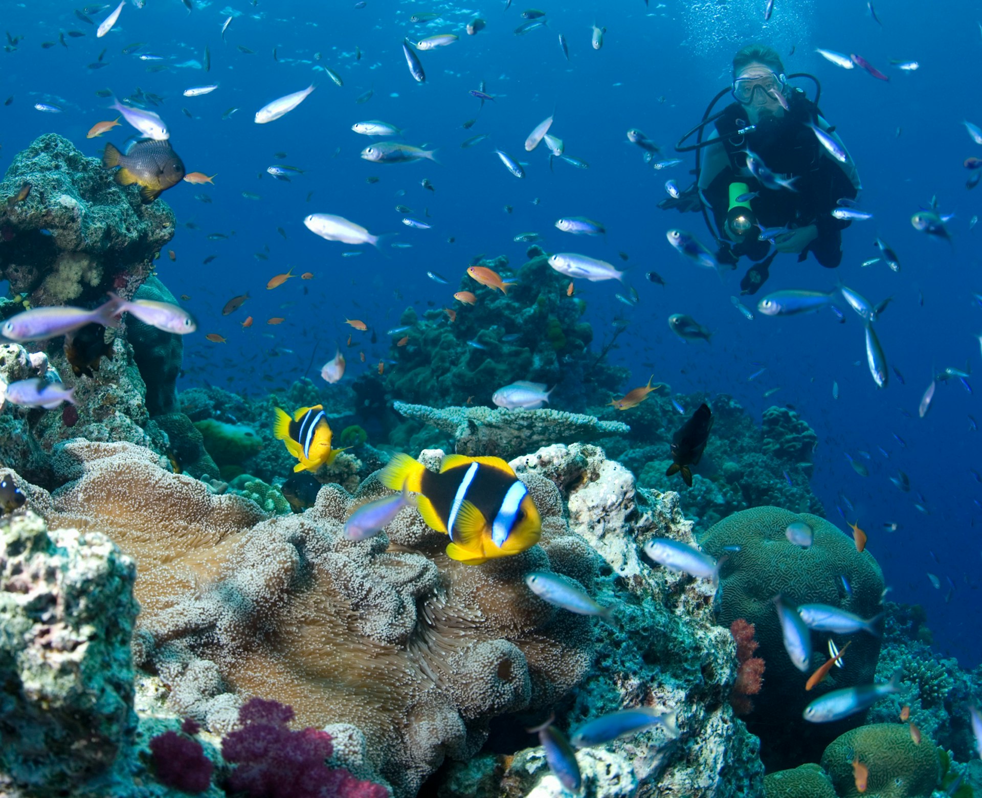 Scuba diver observing colorful fish