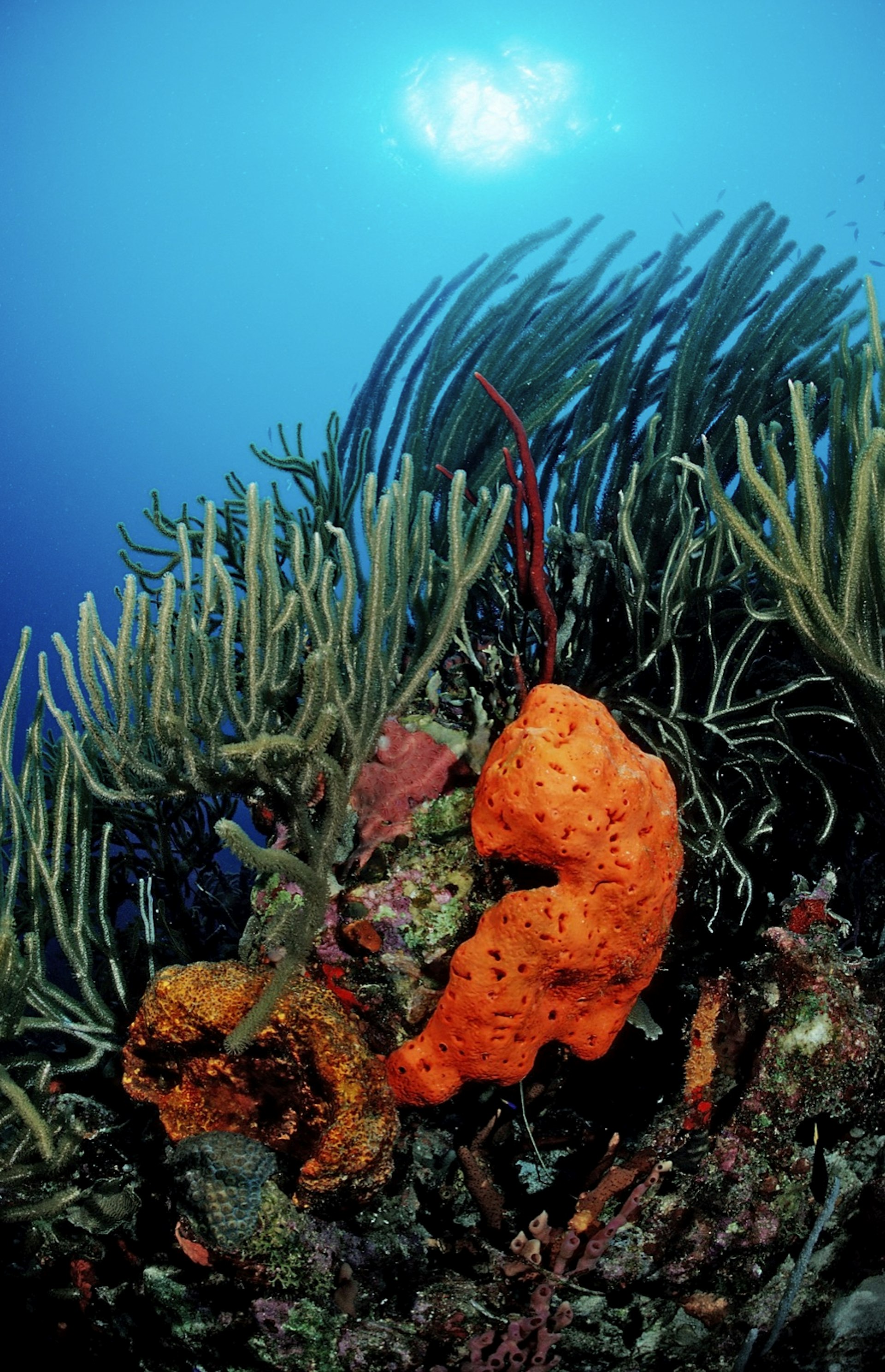 A colorful coral reef sways in the waters of Guadeloupe © Reinhard Dirscherl/ Getty Images 