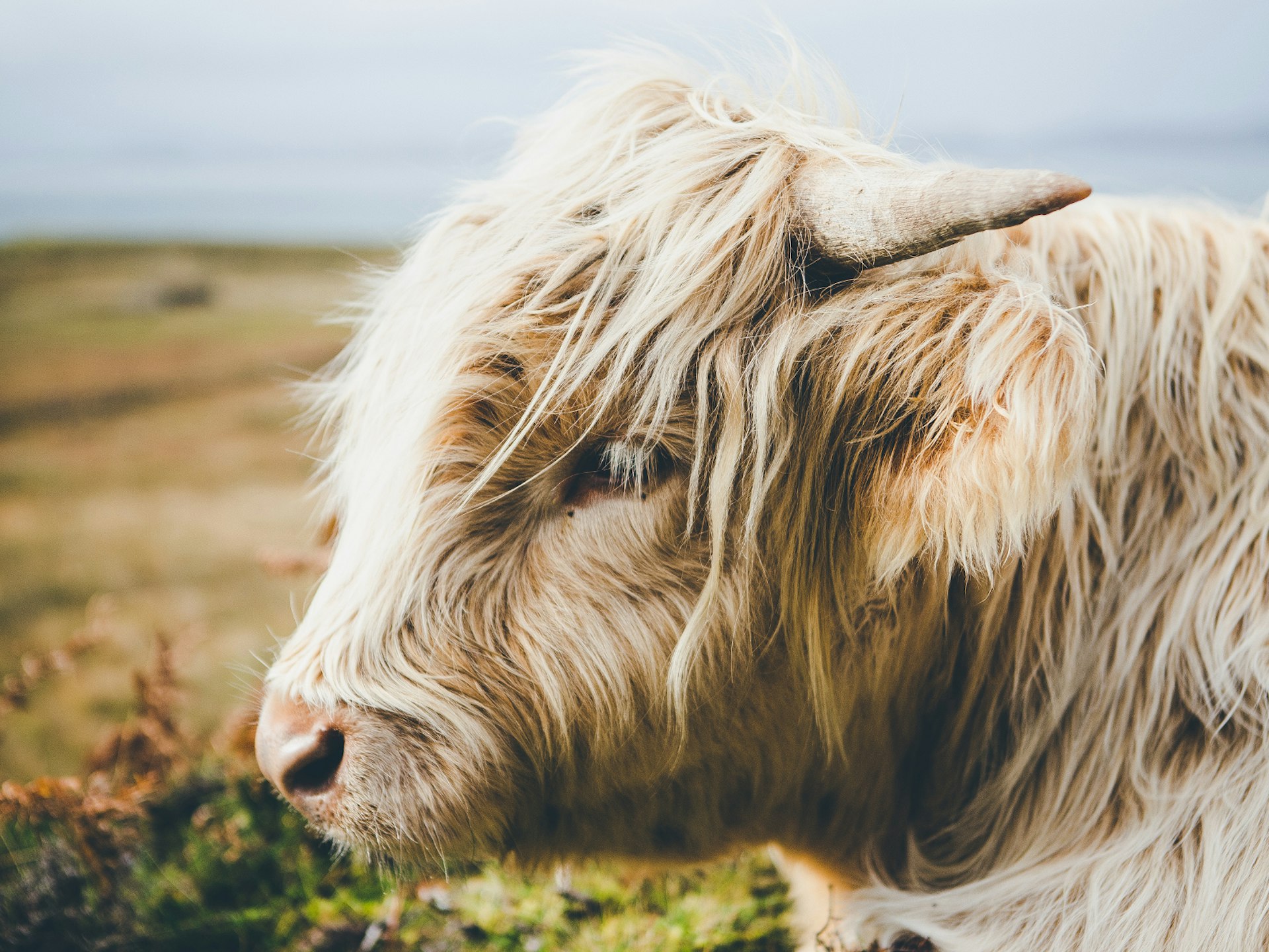 Hardy Highland cattle are quite at home in Scotland's most inhospitable landscapes