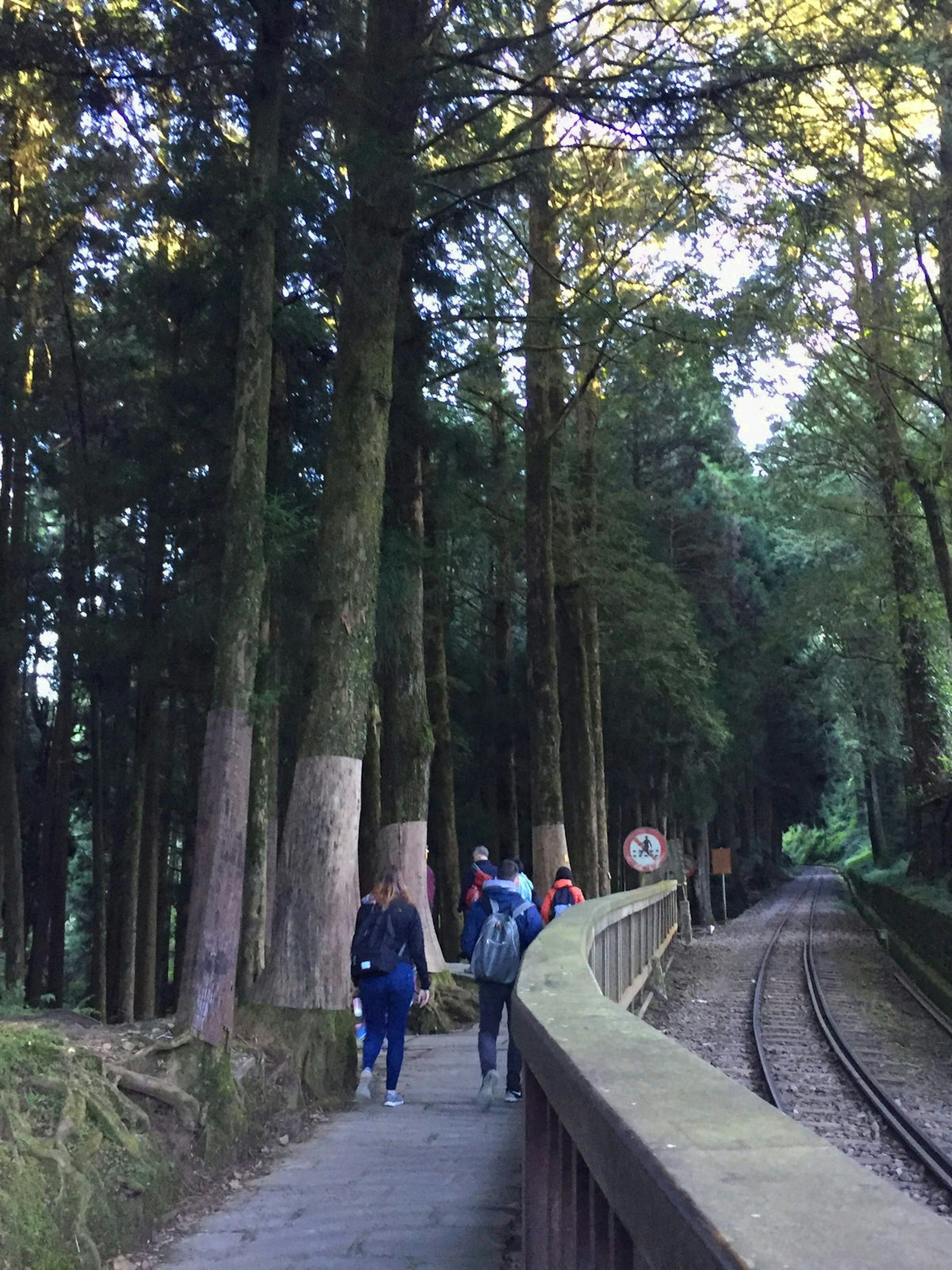 Several hikers in the distance next to tall cyprus trees, with railway tracks to the right.
