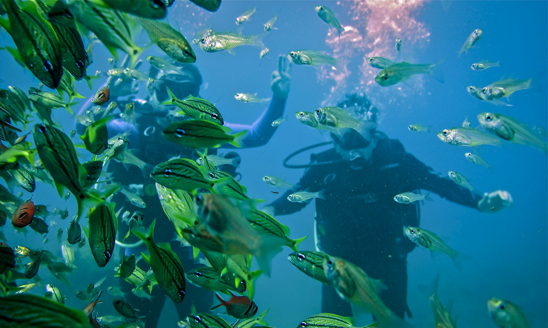 A school of small fish swim close to the camera lens with scuba divers in the background