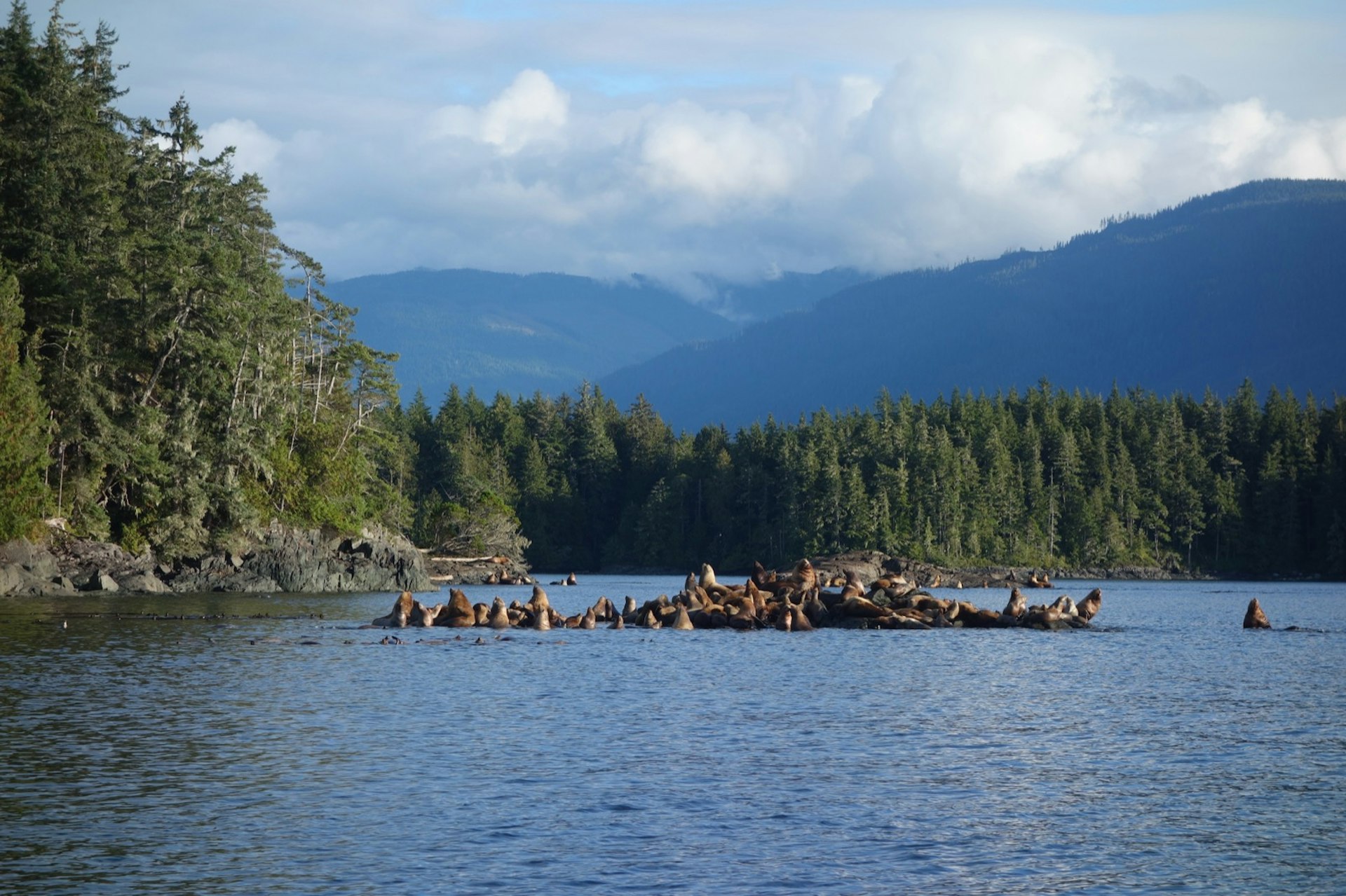 A large group of sea lions lays out on a rock near Port McNeill, on Vancouver Island.