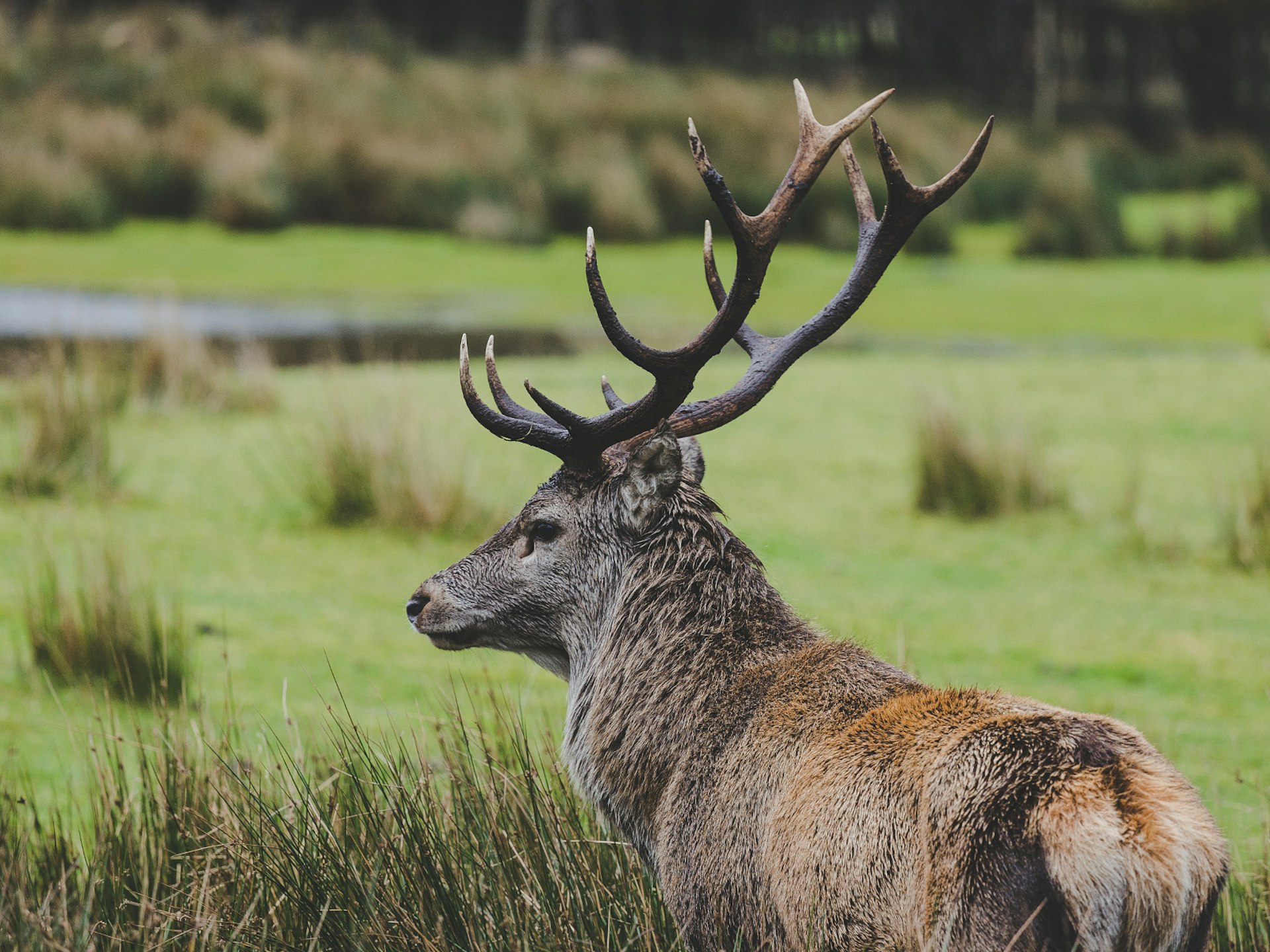 A denizen of Torridon's deer park