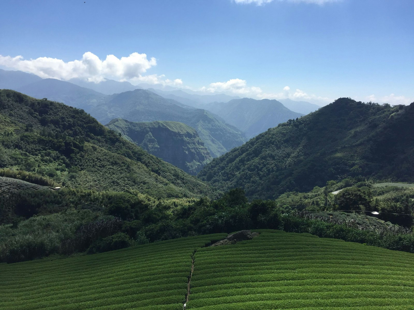 A row of green tea bush terraces spreads in front, with mountains and clouds beyond.