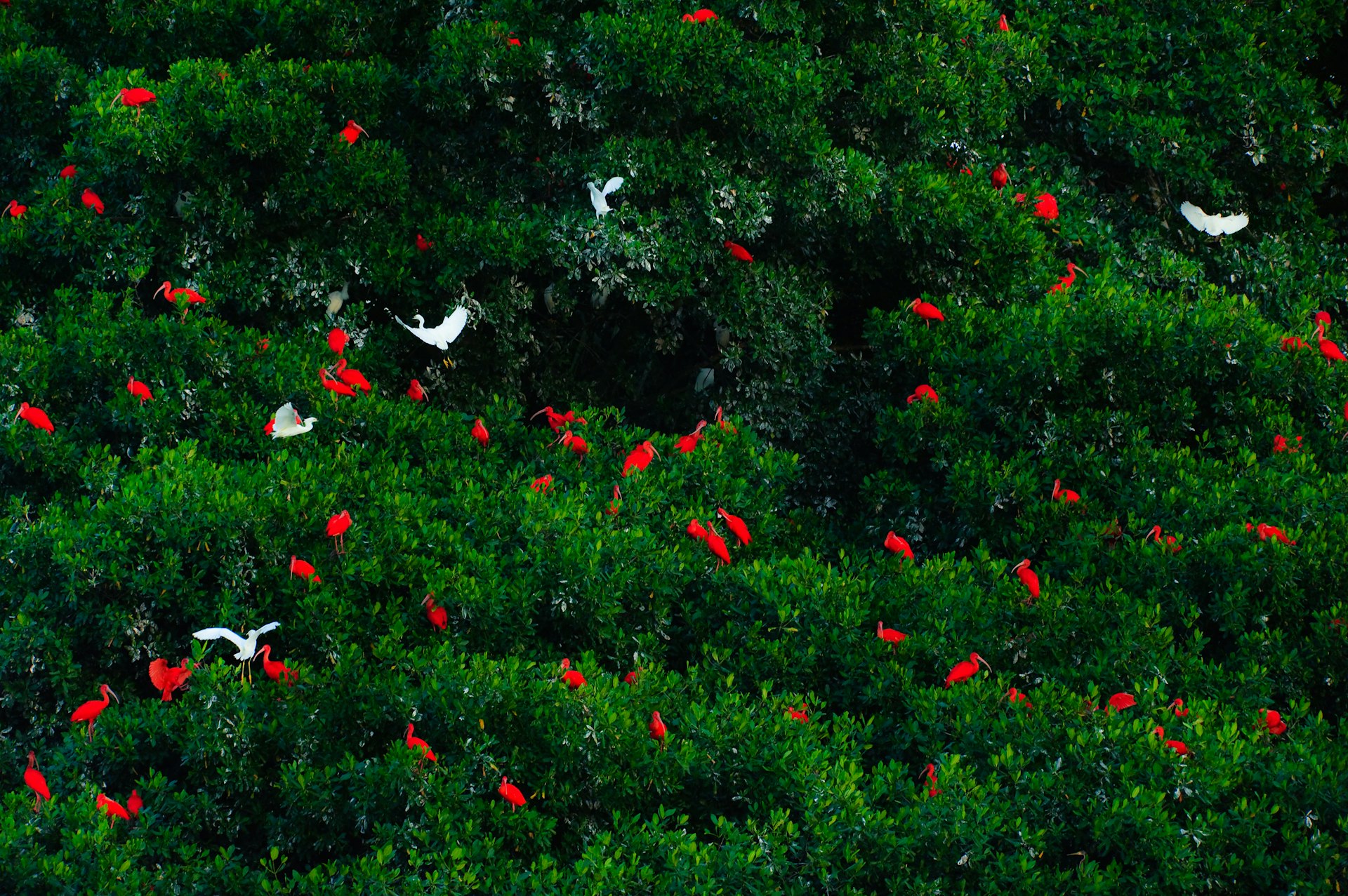 Features - Scarlett Ibis (Eudocimus ruber), Caroni Swamp, Trinidad, Trinidad & Tobago
