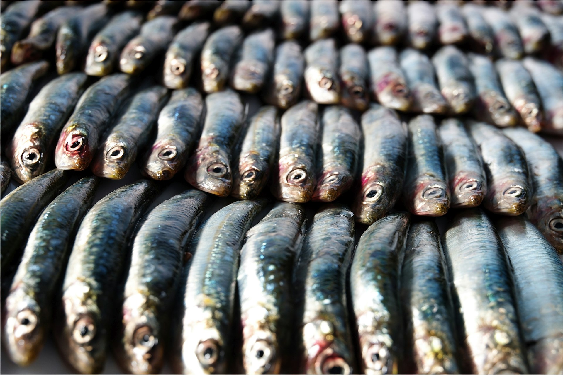 Features - Sardines, anchovies stock.