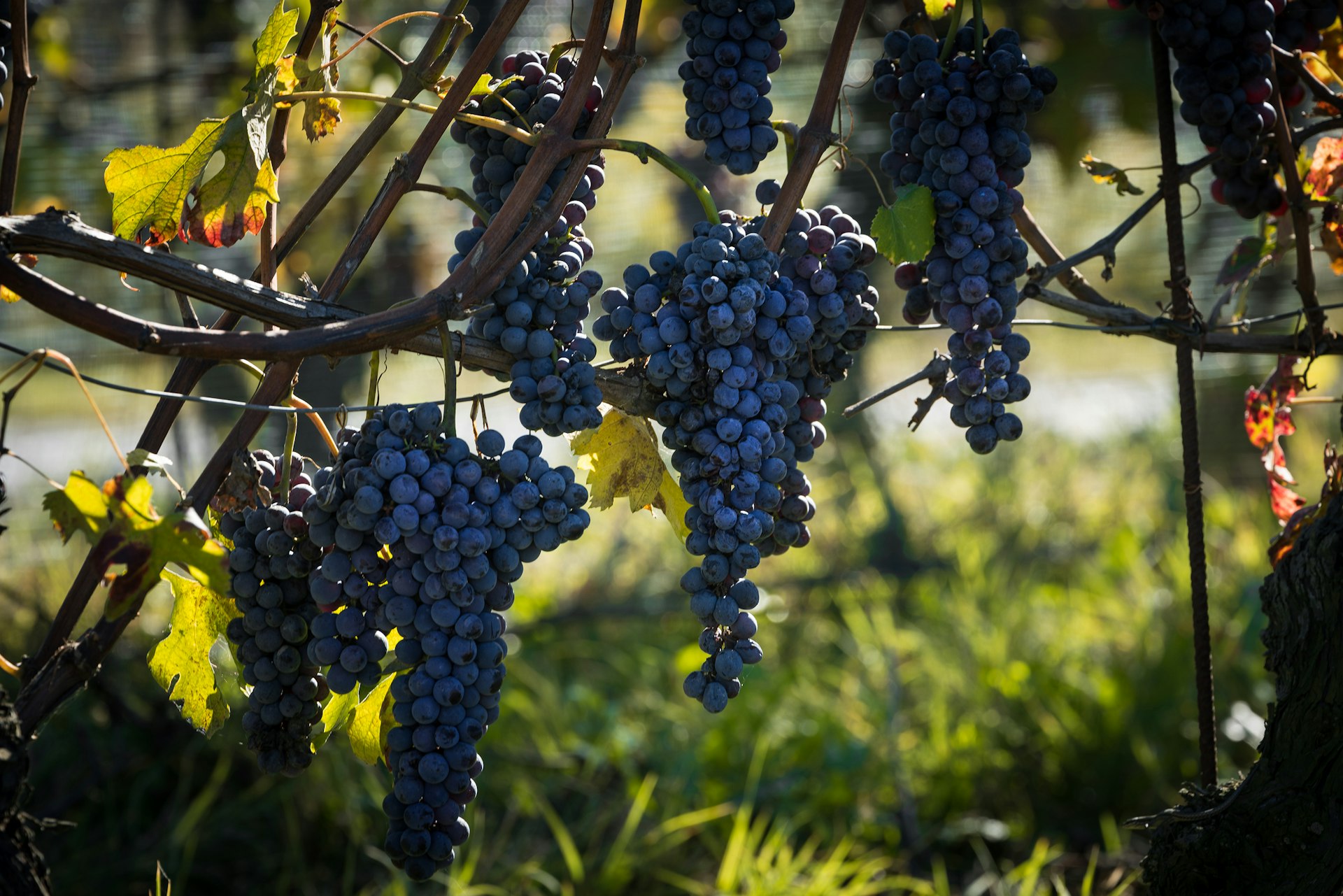 Features - Nebbiolo grapes.