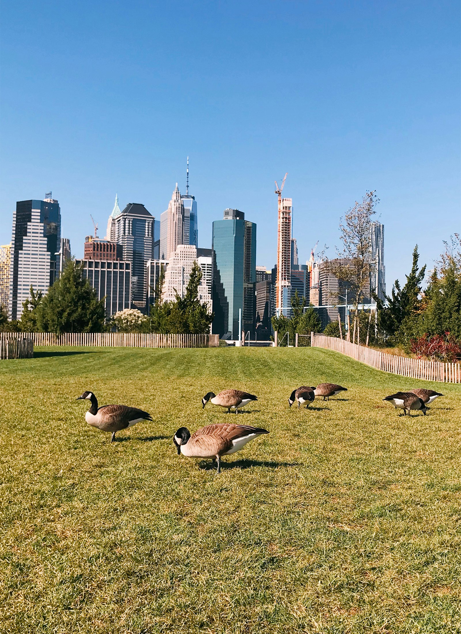 Five Canada geese walk across a green space, with skyscrapers in the distance under a blue sky in New York City