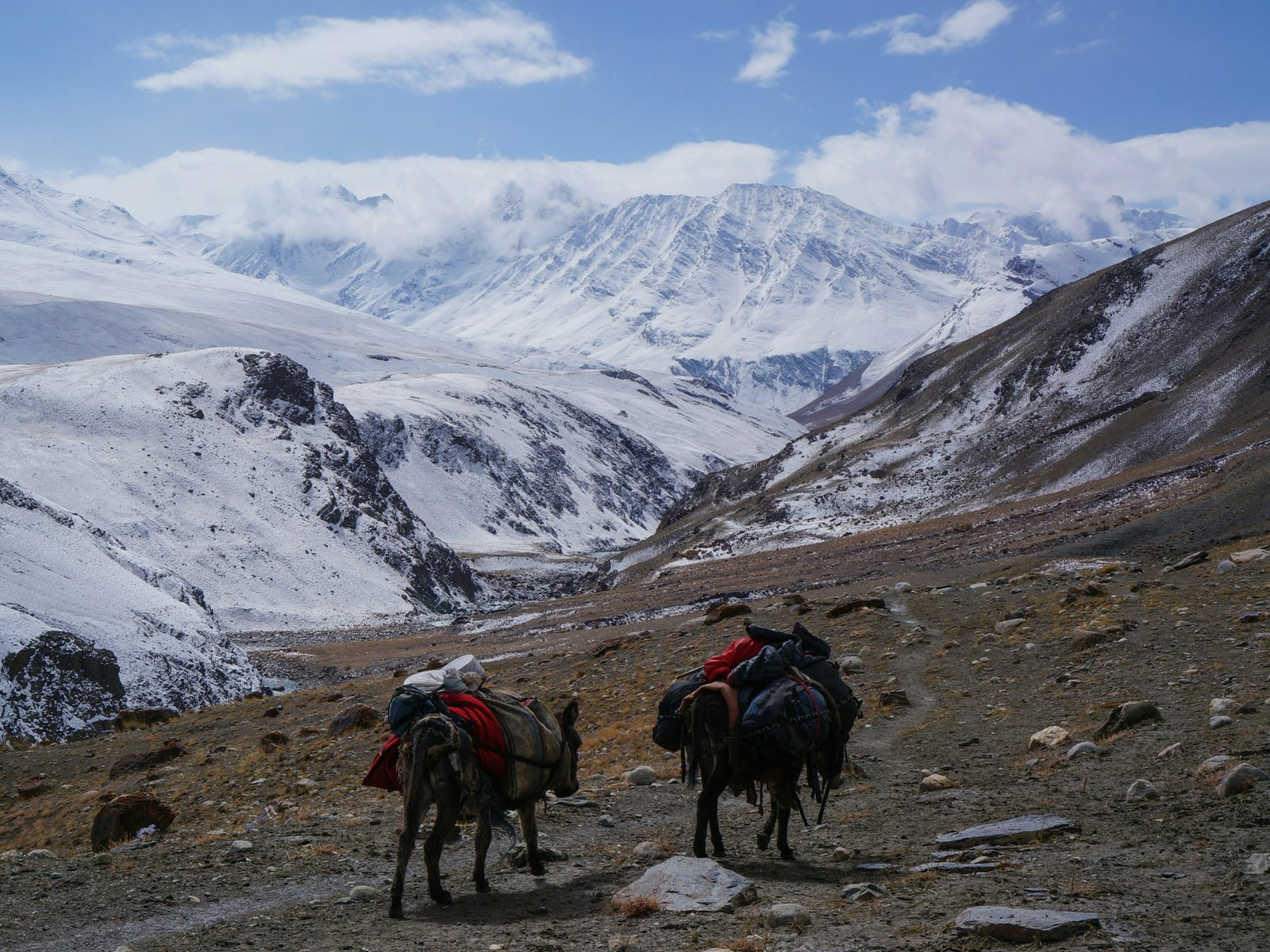 Two donkeys carrying gear in the foreground with snowy mountains in the background