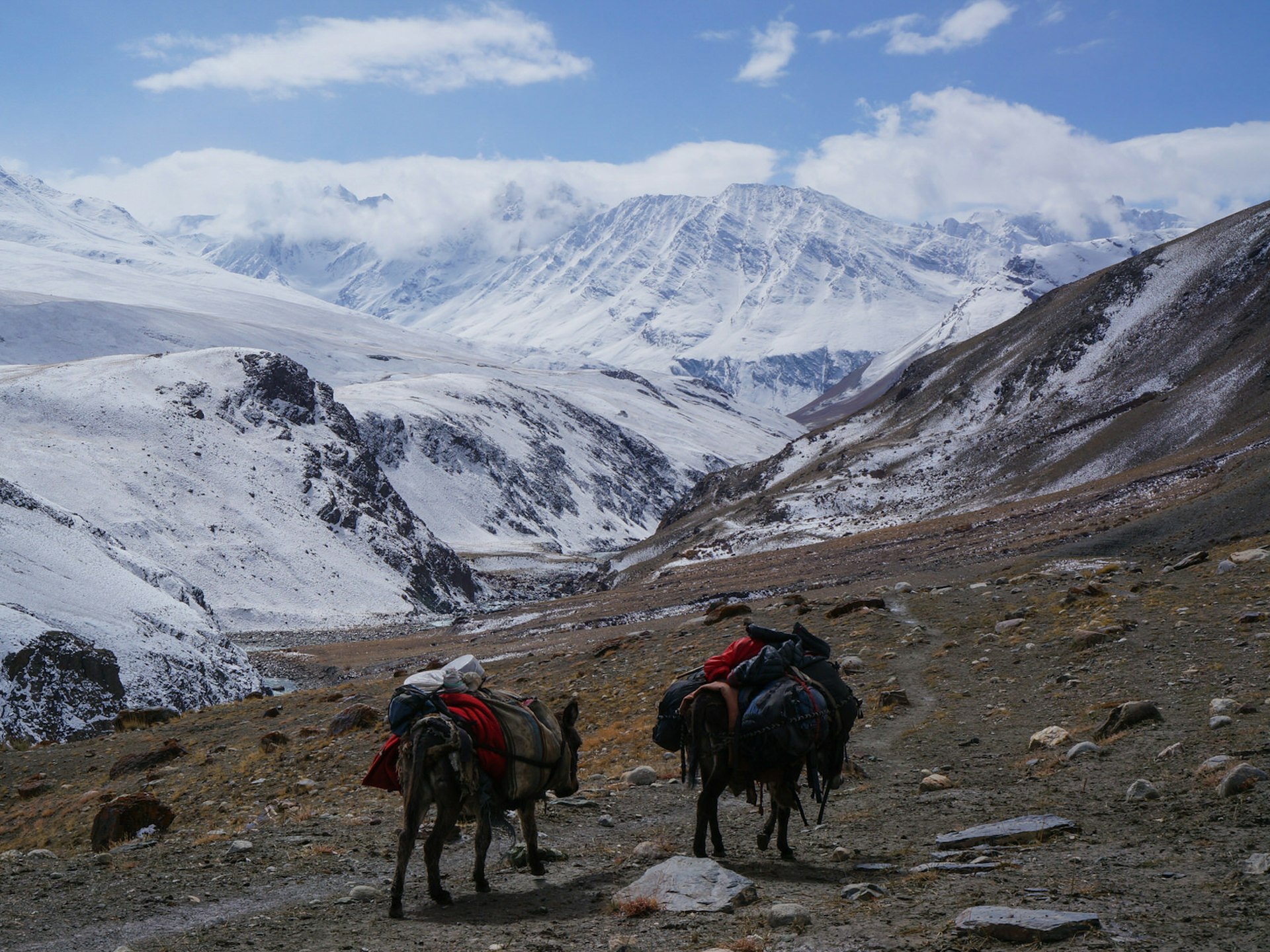 Two donkeys carrying gear in the foreground with snowy mountains in the background