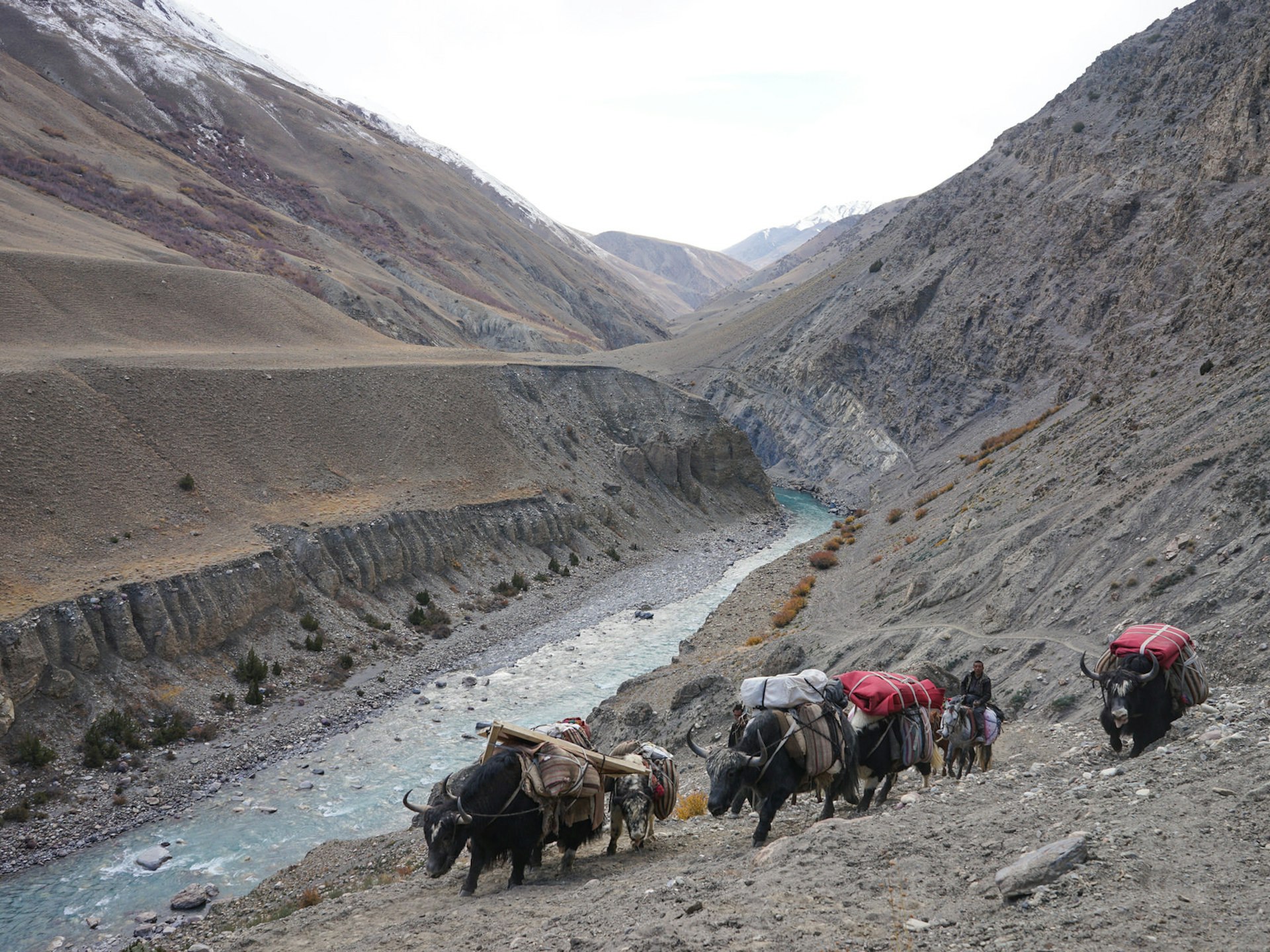A herd of yaks carrying bundles of goods walks up a mountainside with a green river below in the distance