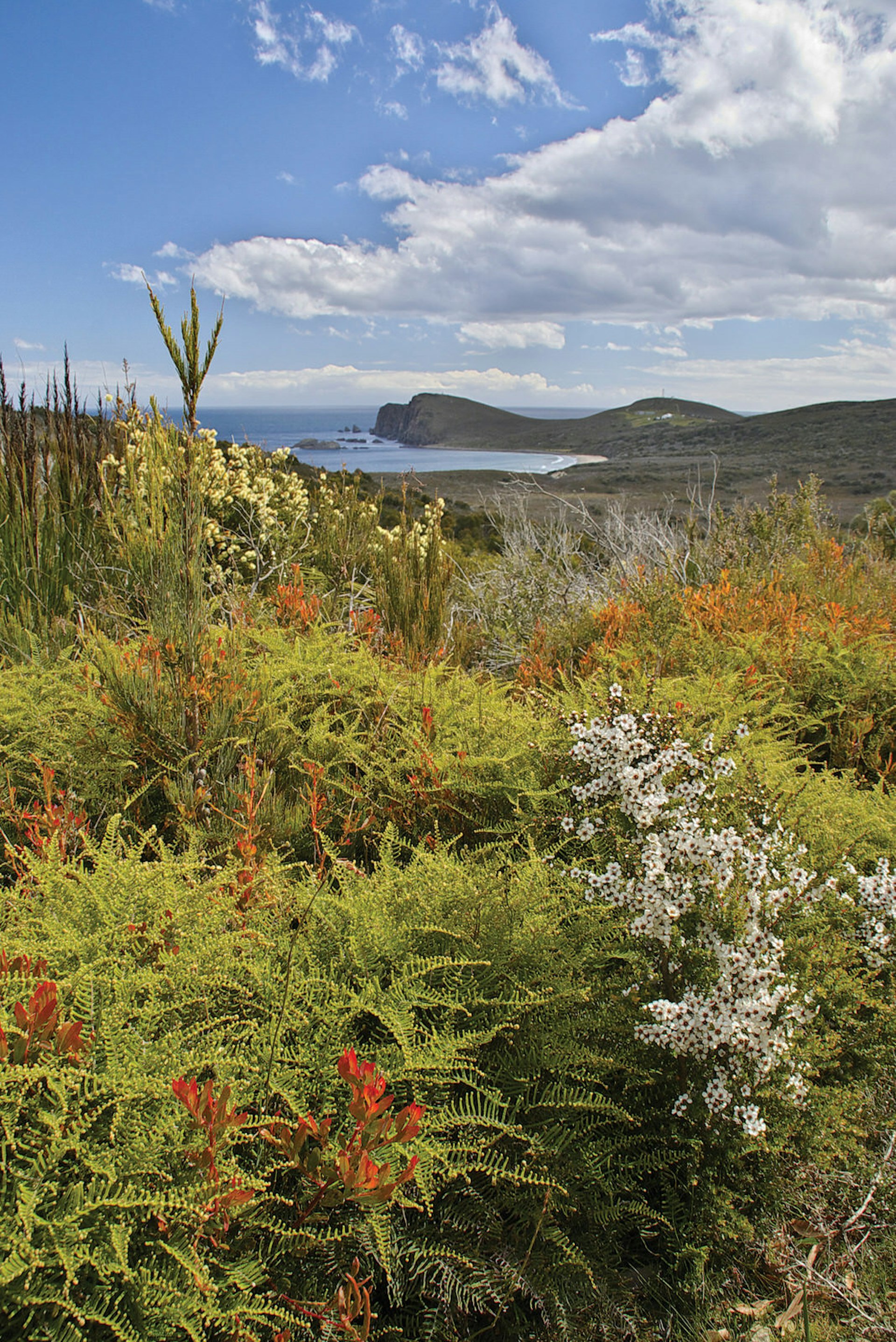 Features - Bruny Island wildflowers