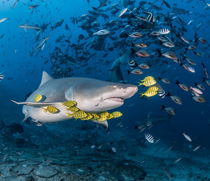 A shark surrounded by yellow and black-striped fish, as well as lots of black and white fish