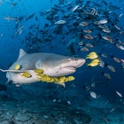 A shark surrounded by yellow and black-striped fish, as well as lots of black and white fish