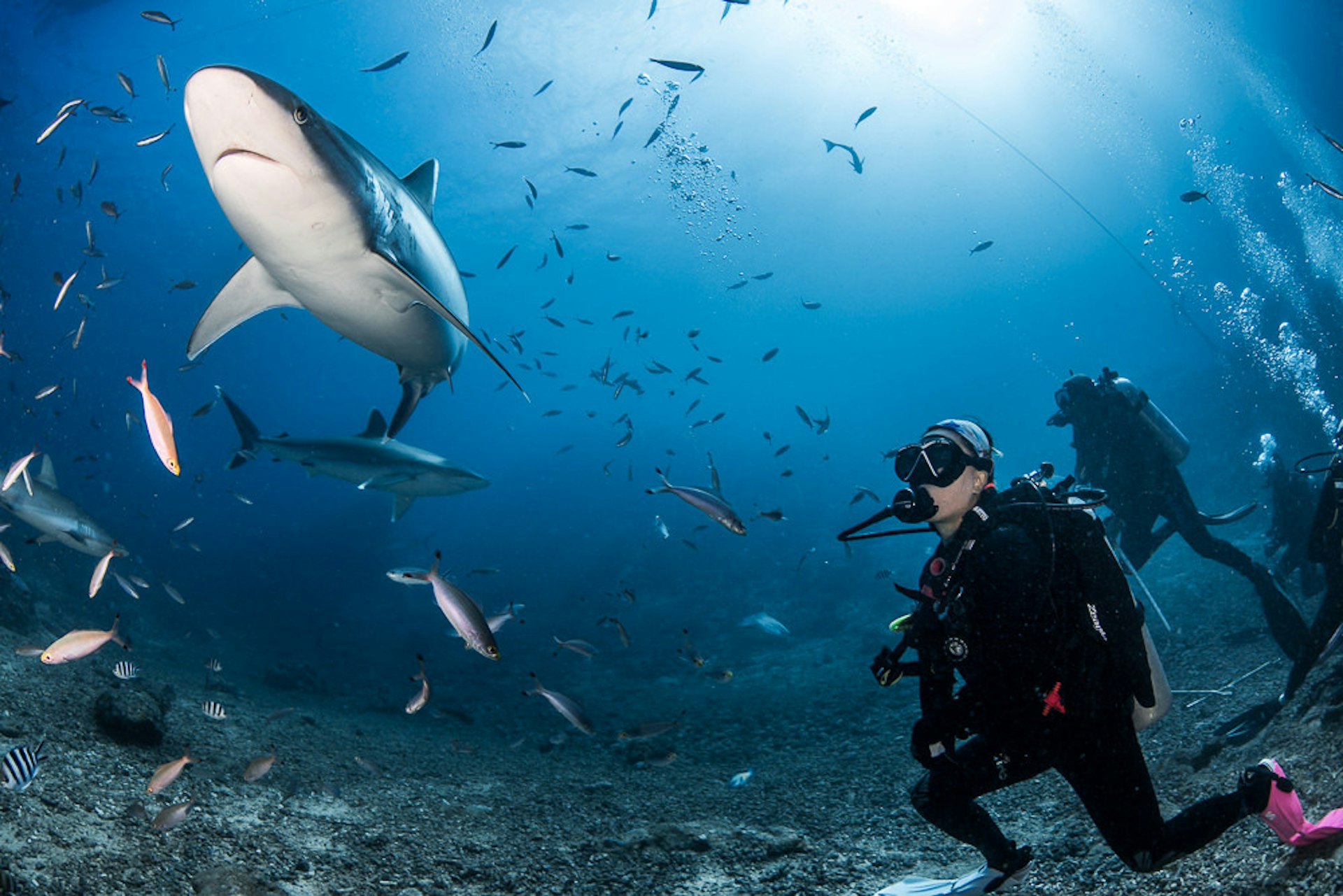 A diver observes a passing shark