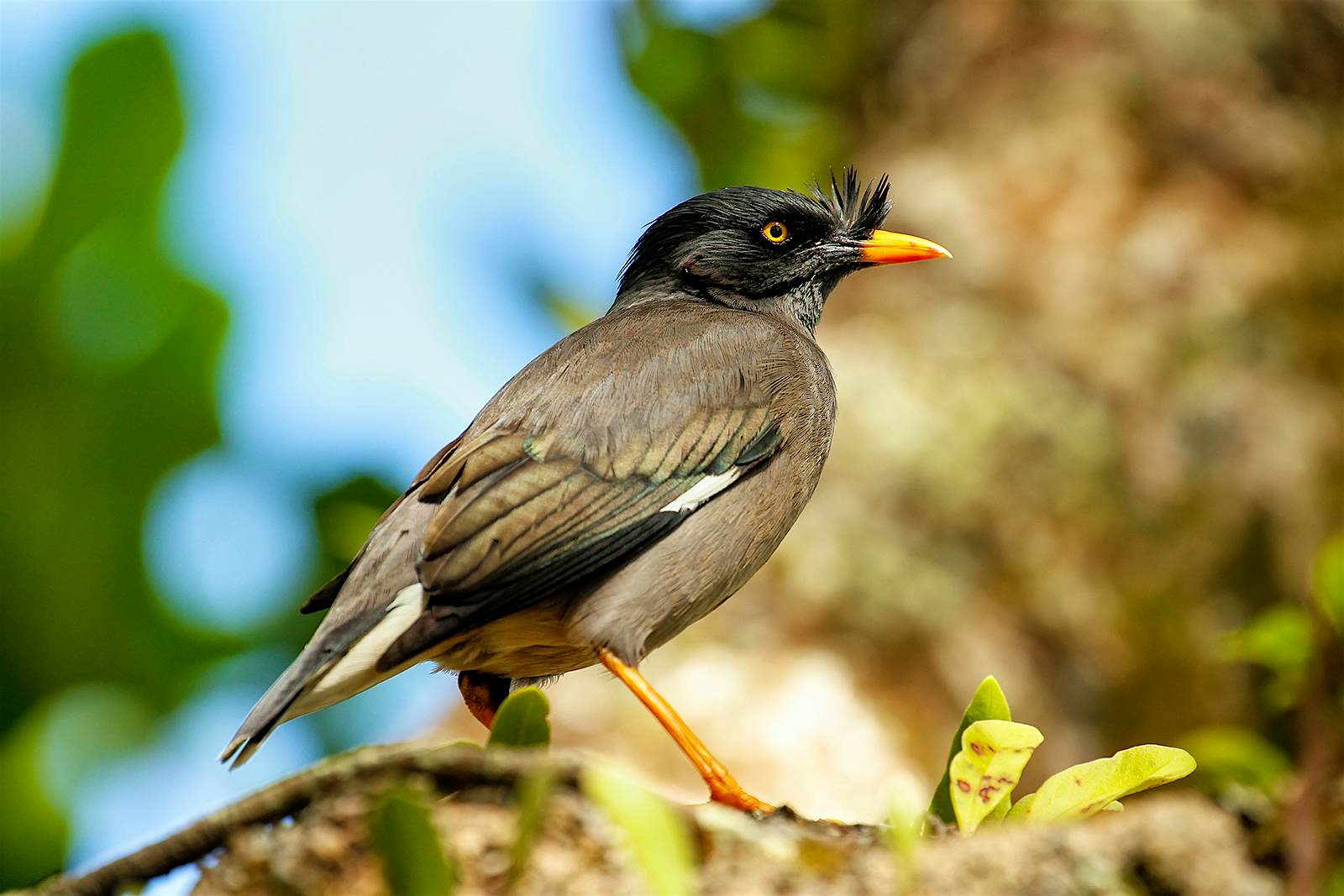 Taveuni Island, Fiji Jungle myna bird sitting on a tree on Taveuni Island, Fiji