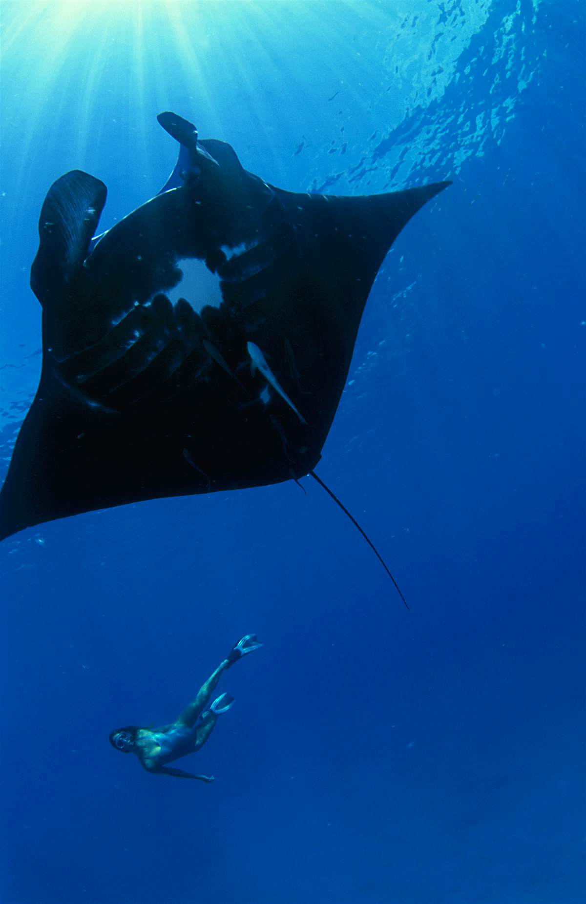 Manta ray A snorkeler in the distance swims in the deep blue water with a large manta ray in the foreground