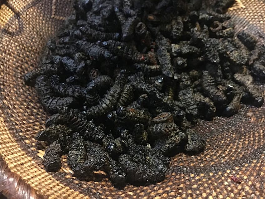 Dried mopane worms