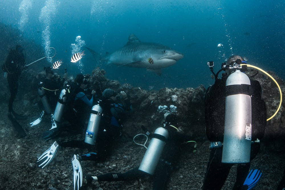 Shark Diving In Fiji’s Beqa Lagoon - Lonely Planet