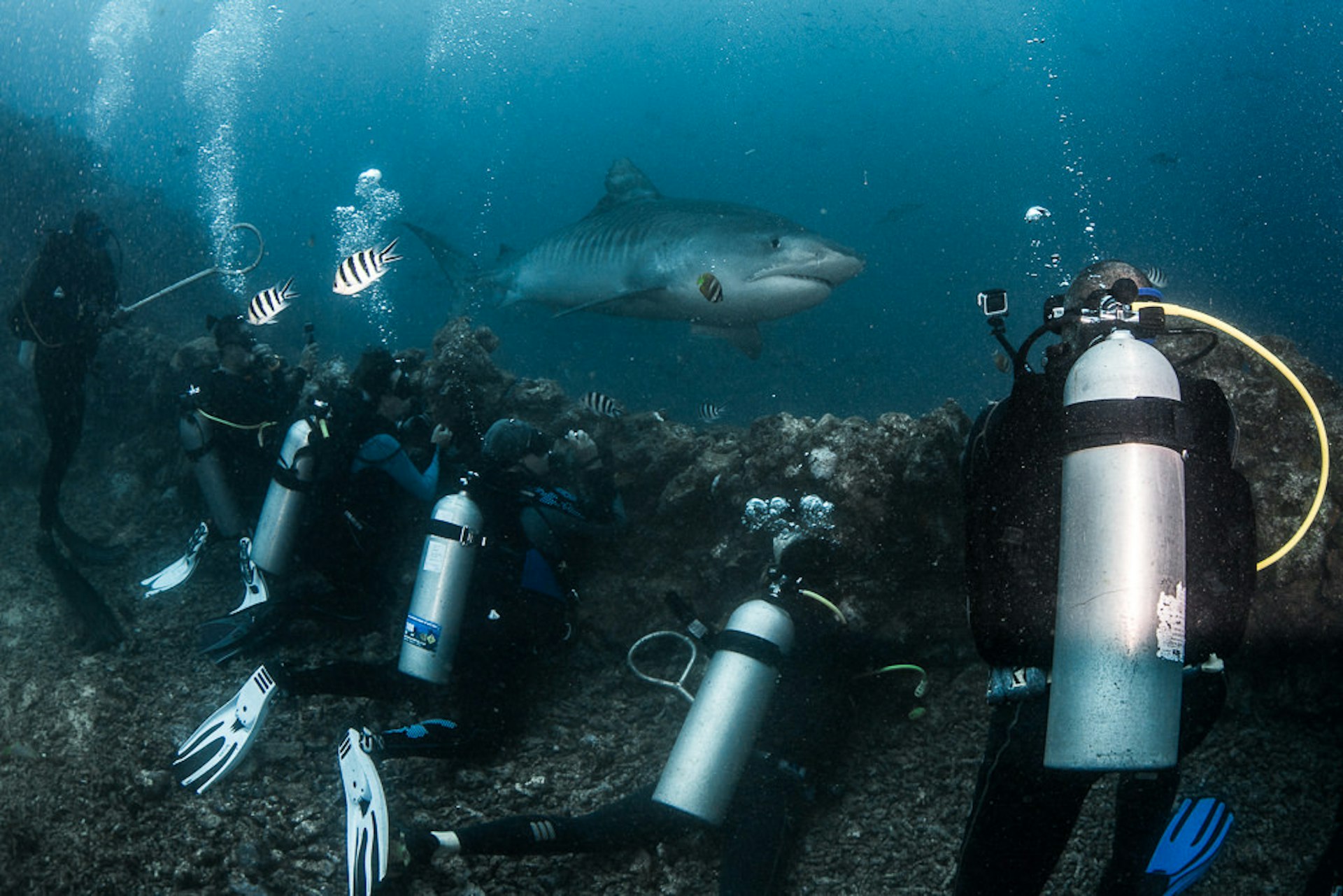 Divers cling to a rock wall while a large shark passes on the other side