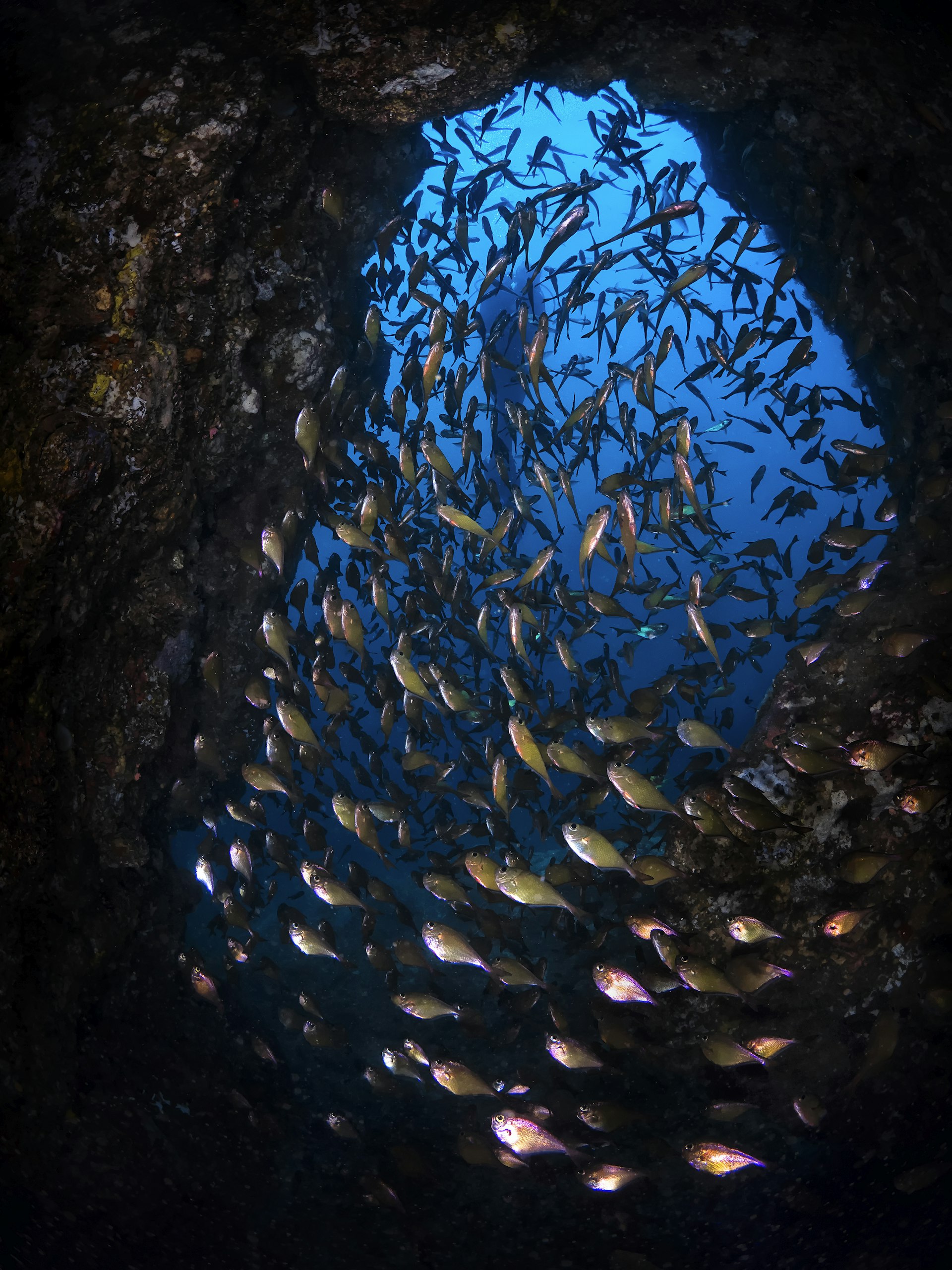Features - Swirling school of fish inside a cave