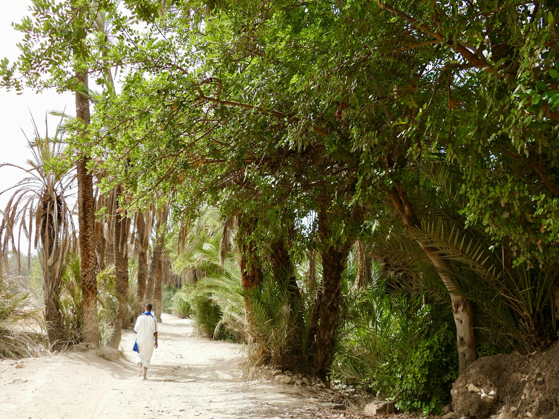 Man walking through Tioute Oasis near Taroudant, Morocco