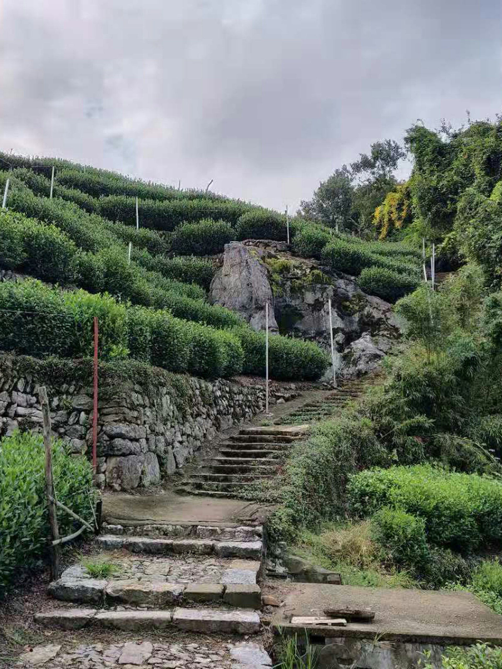 A stone walking path leads up steps with green tea bushes on either side