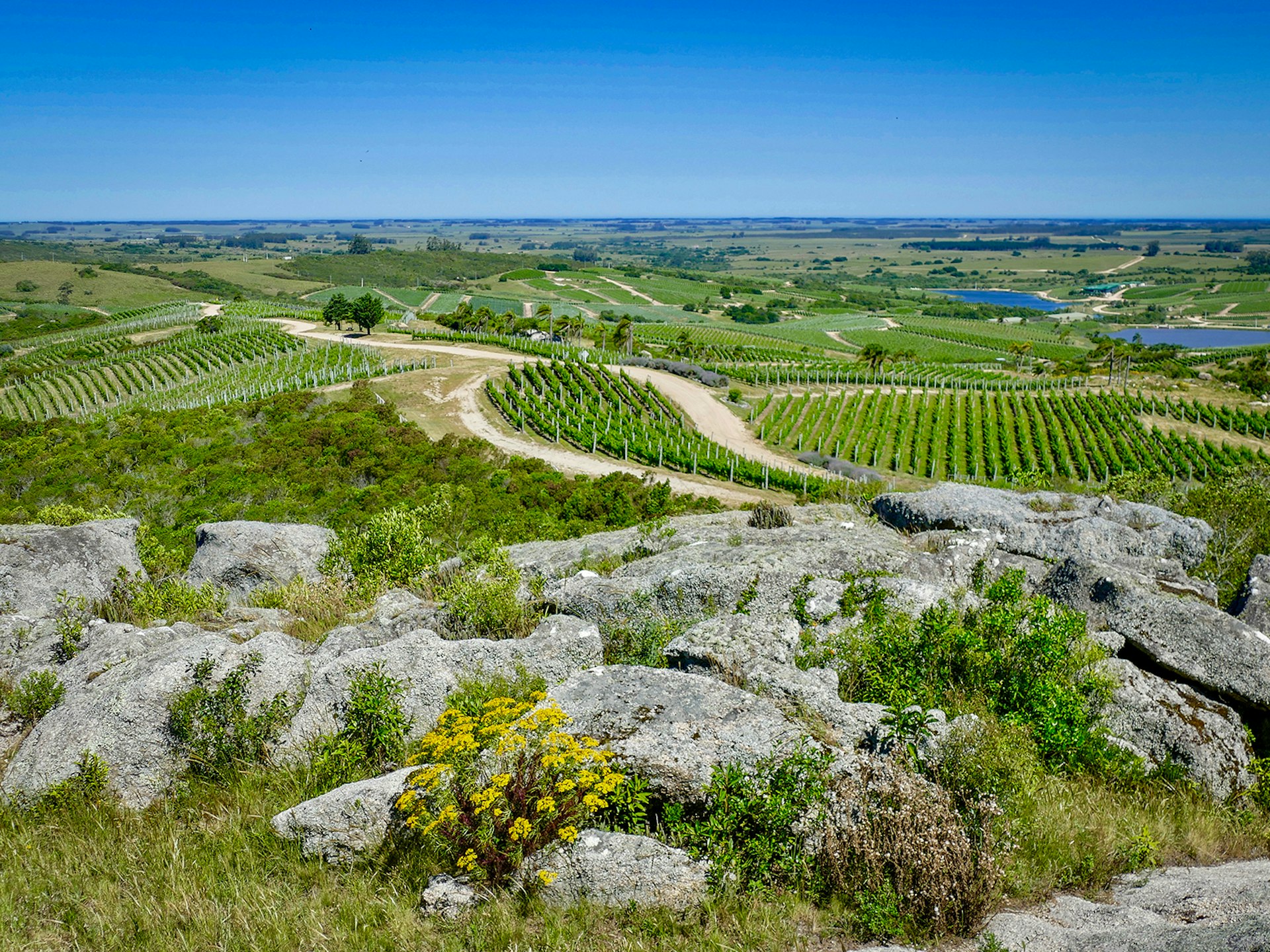 A view from a hillside looking out over expansive green farmland covered in vineyards, with a sprig of yellow wildflowers in the foreground