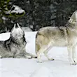 A pair of wolves, both howling with mouths open and snow falling around
