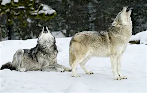 A pair of wolves, both howling with mouths open and snow falling around