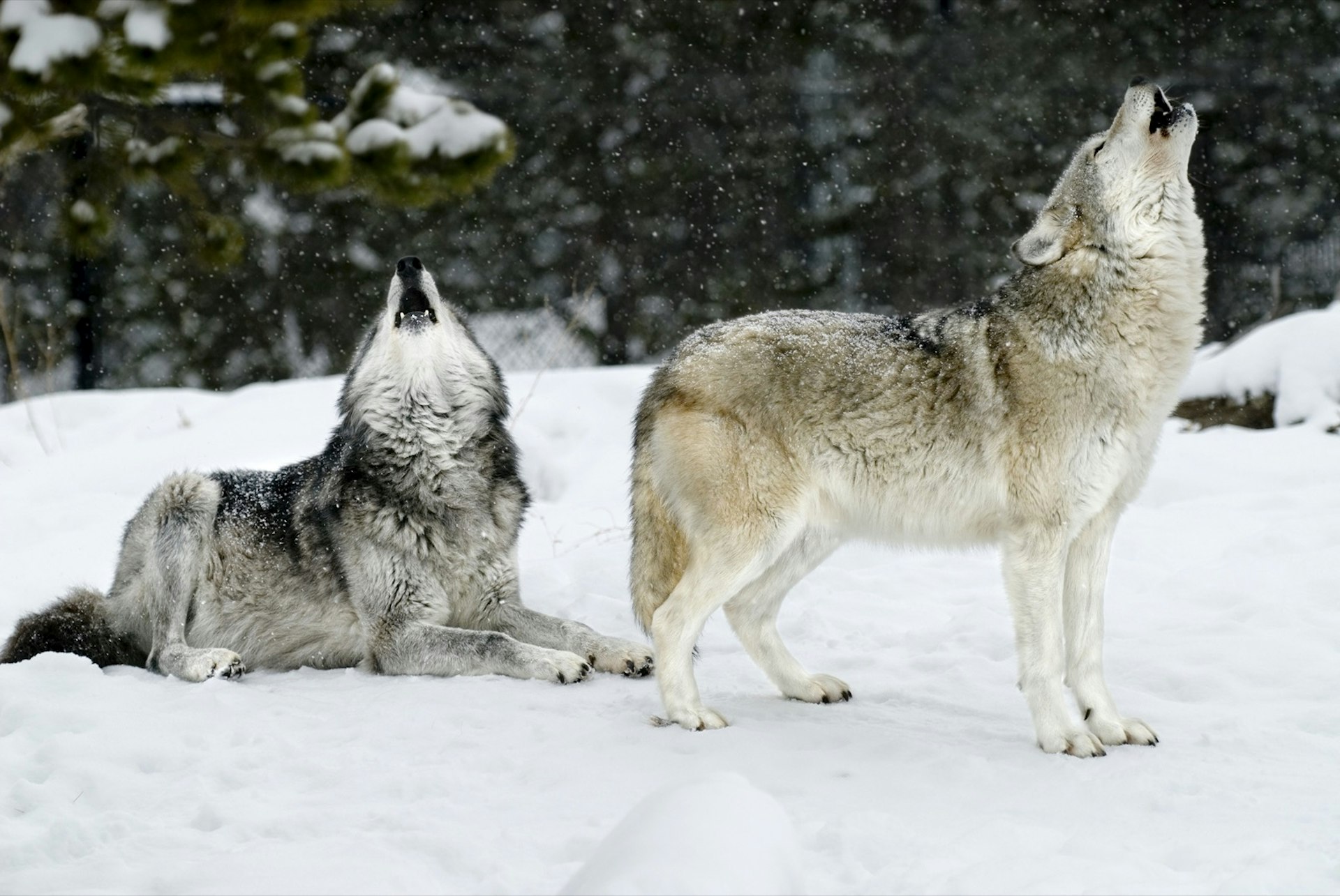 A pair of wolves, both howling with mouths open and snow falling around; Yellowstone winter wildlife