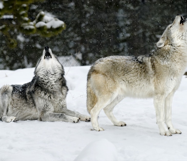 A pair of wolves, both howling with mouths open and snow falling around