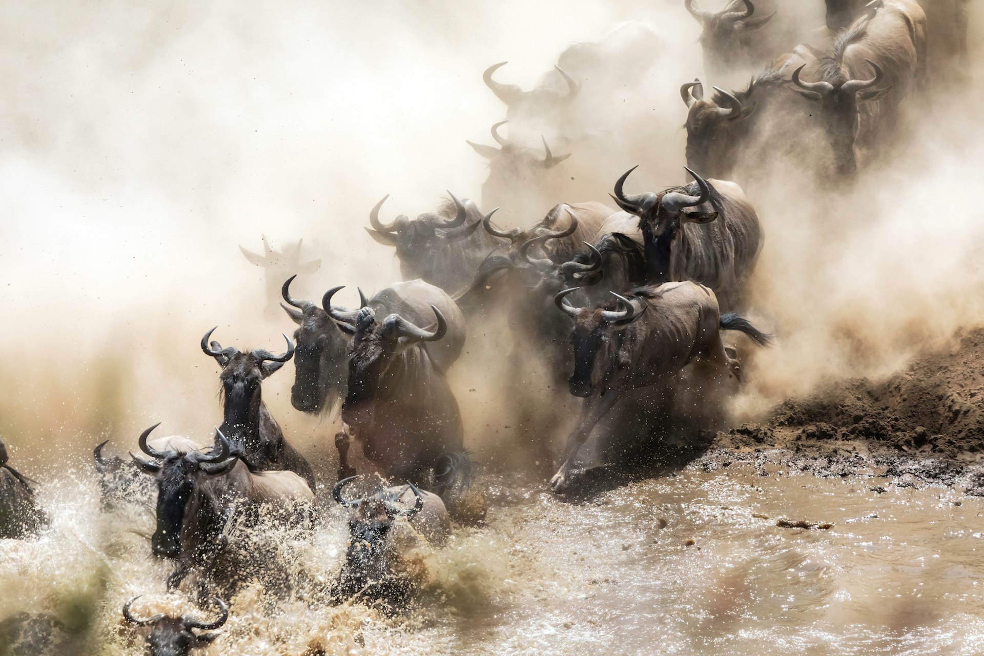 Wildebeest crossing the Mara River during the annual Great Migration