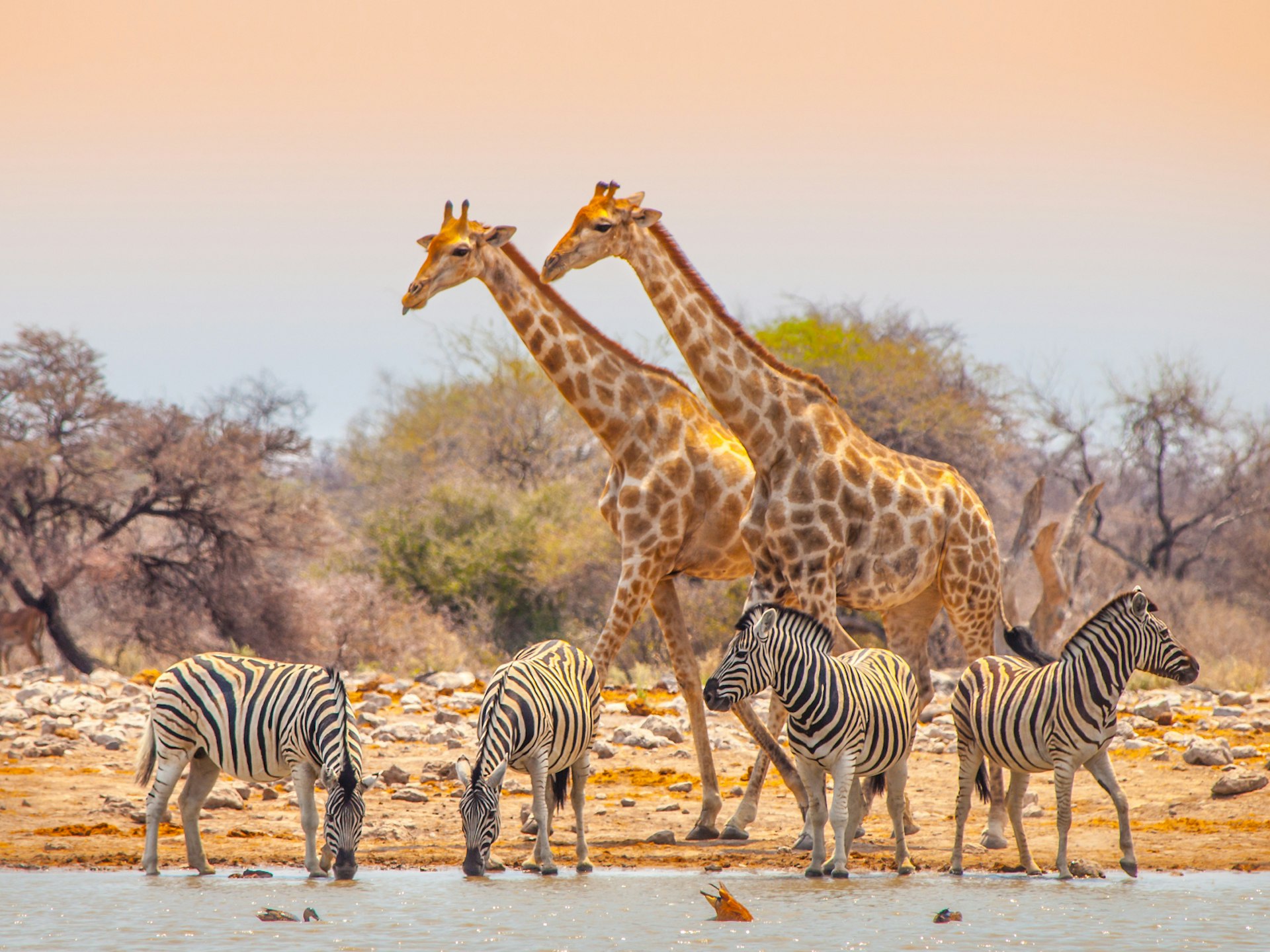 Two giraffes and four zebras as a waterhole in Etosha National Park, Namibia