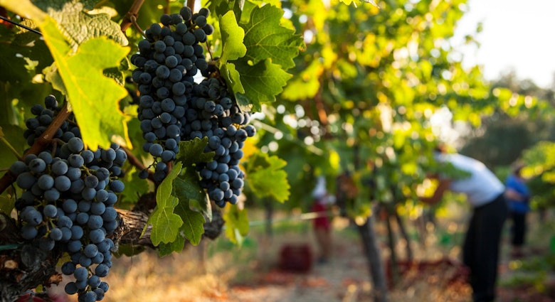 Grapes hanging on the vines at a winery in Urla, on Turkey's Aegean coast