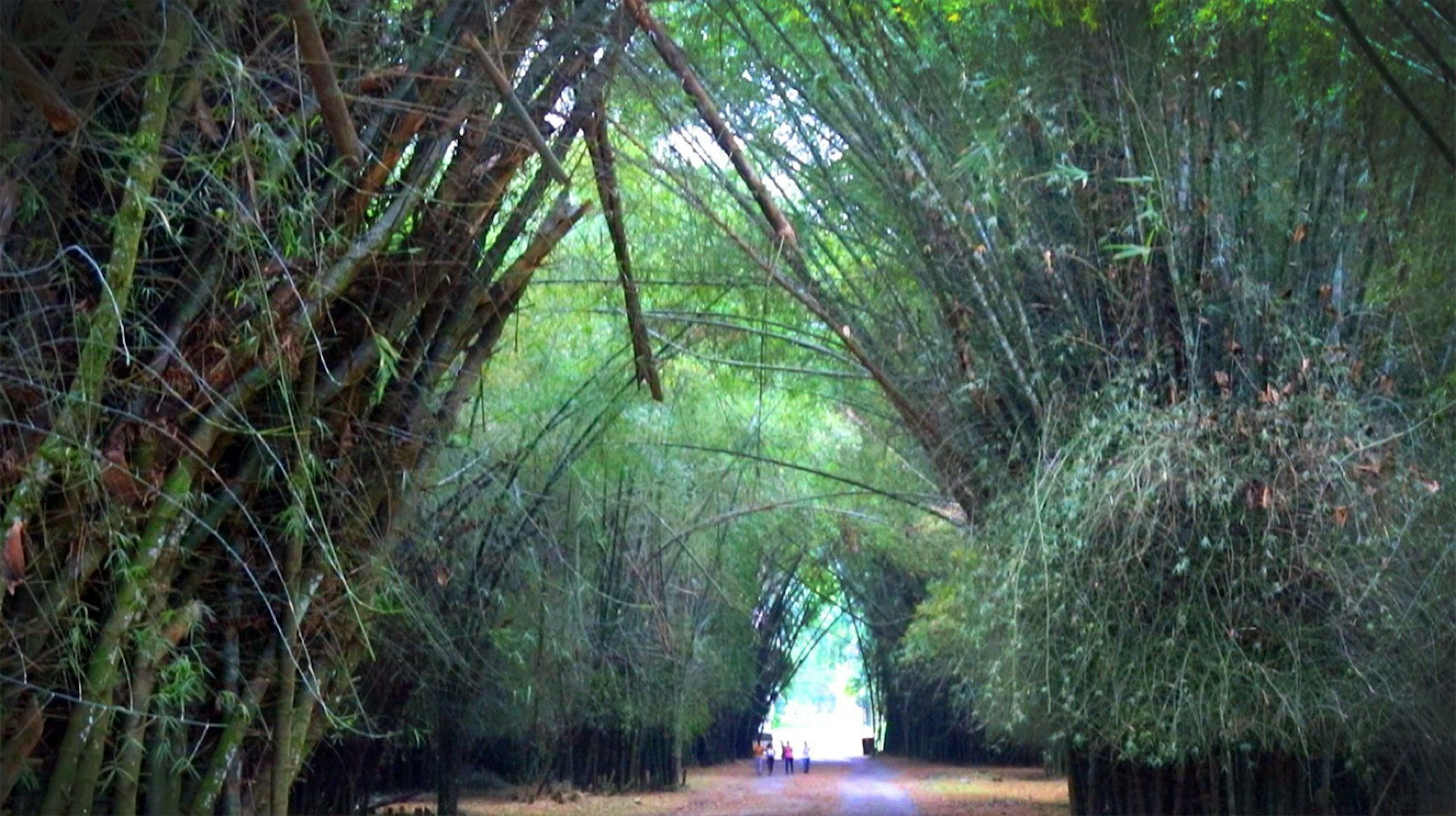 A series of bamboo trees highlight a pathway at the Lancetilla Jardín Botánico in Honduras © Erik R. Trinidad / Lonely Planet 