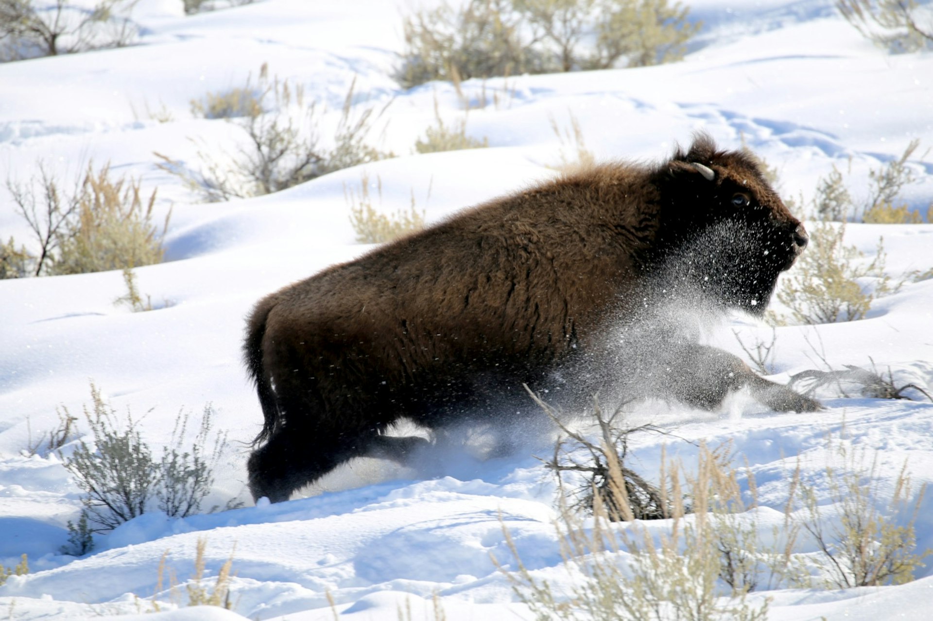 A baby bison kicks up a spray of snow as it climbs a hill; Yellowstone winter wildlife