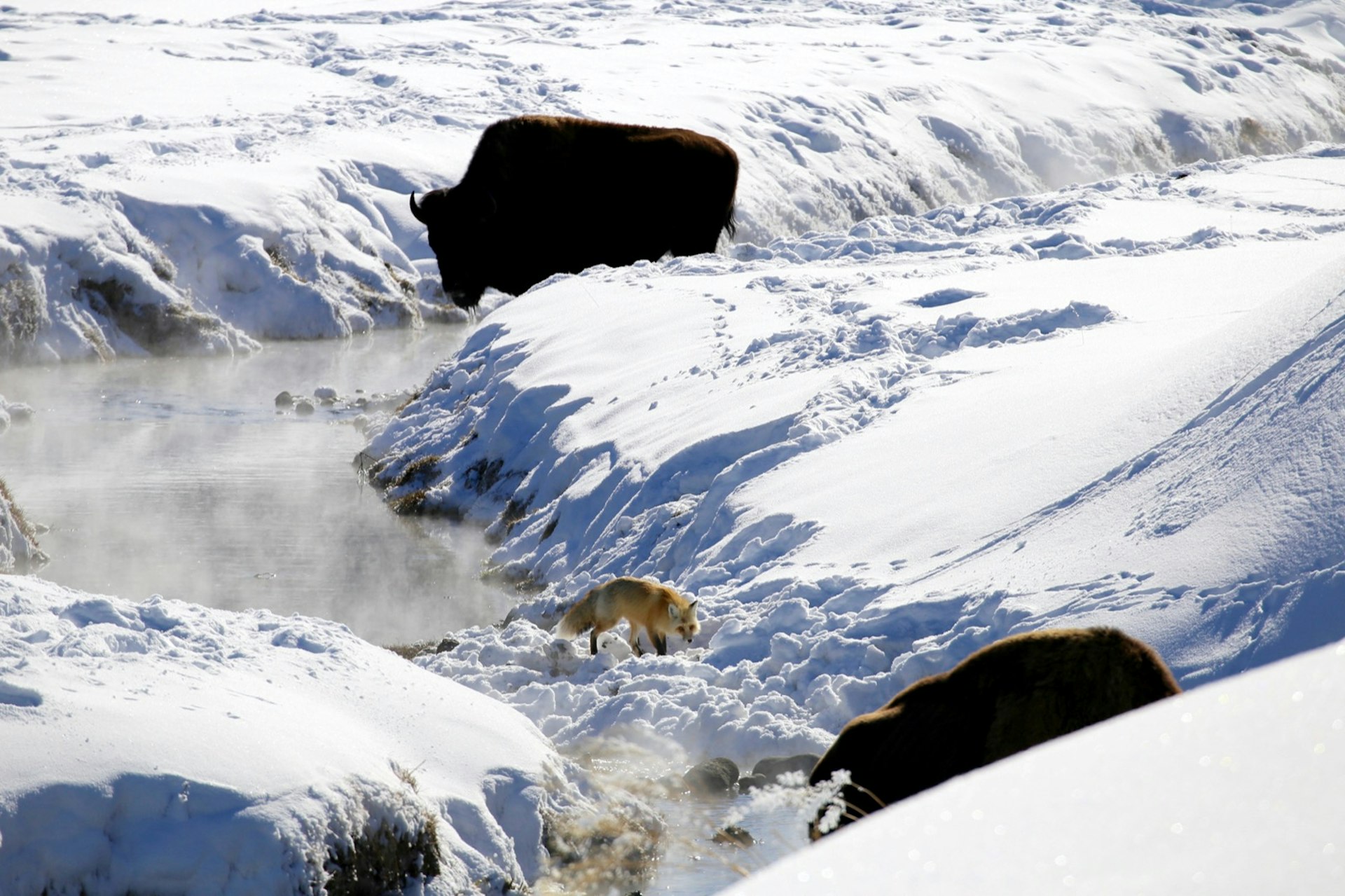 A red fox and two bison are silhouetted against a snow bank as they forage on the banks of a river; Yellowstone winter wildlife