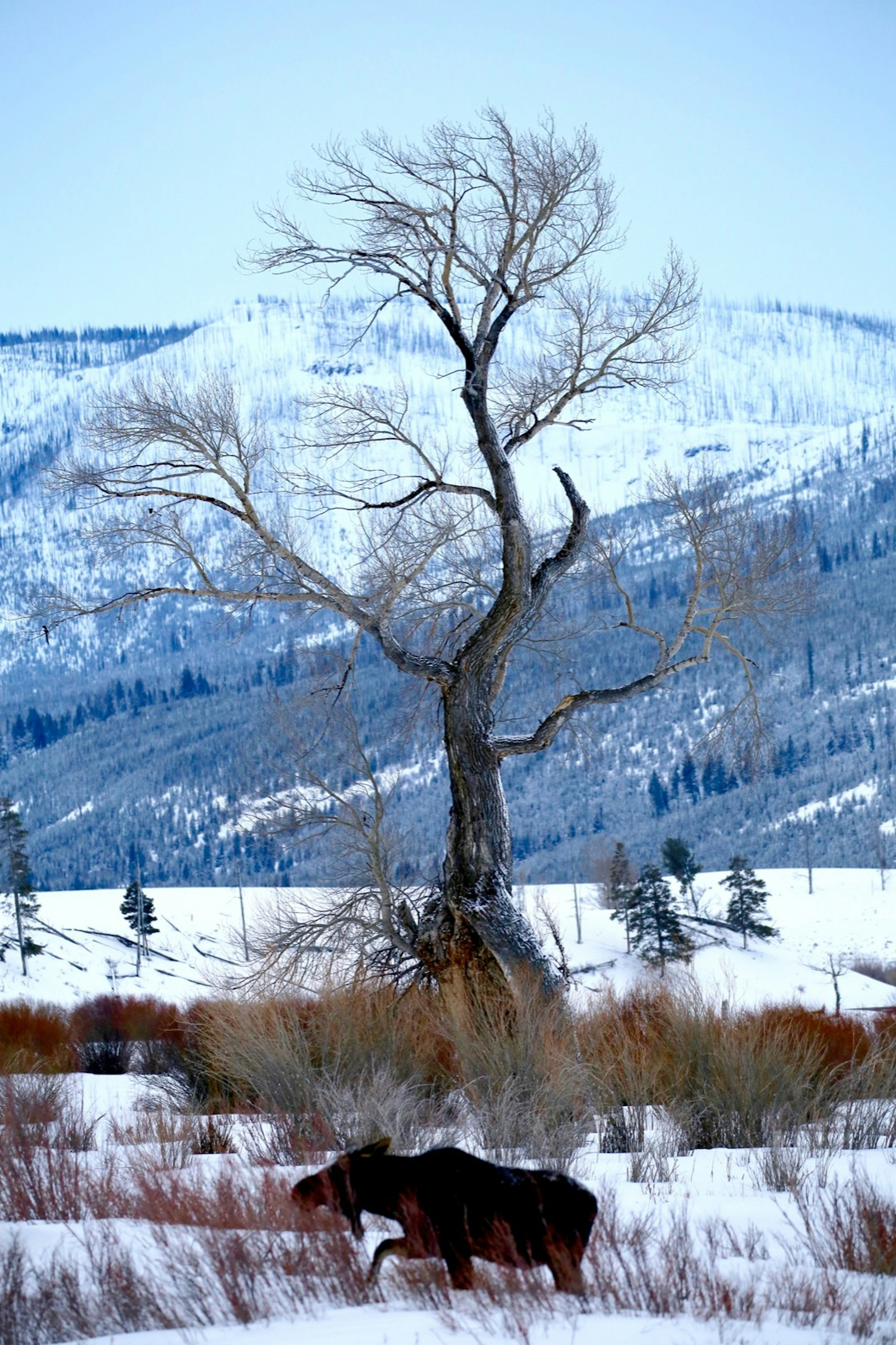 A moose bounds out of deep snow under a tree with snow-covered mountains in the background; Yellowstone winter wildlife