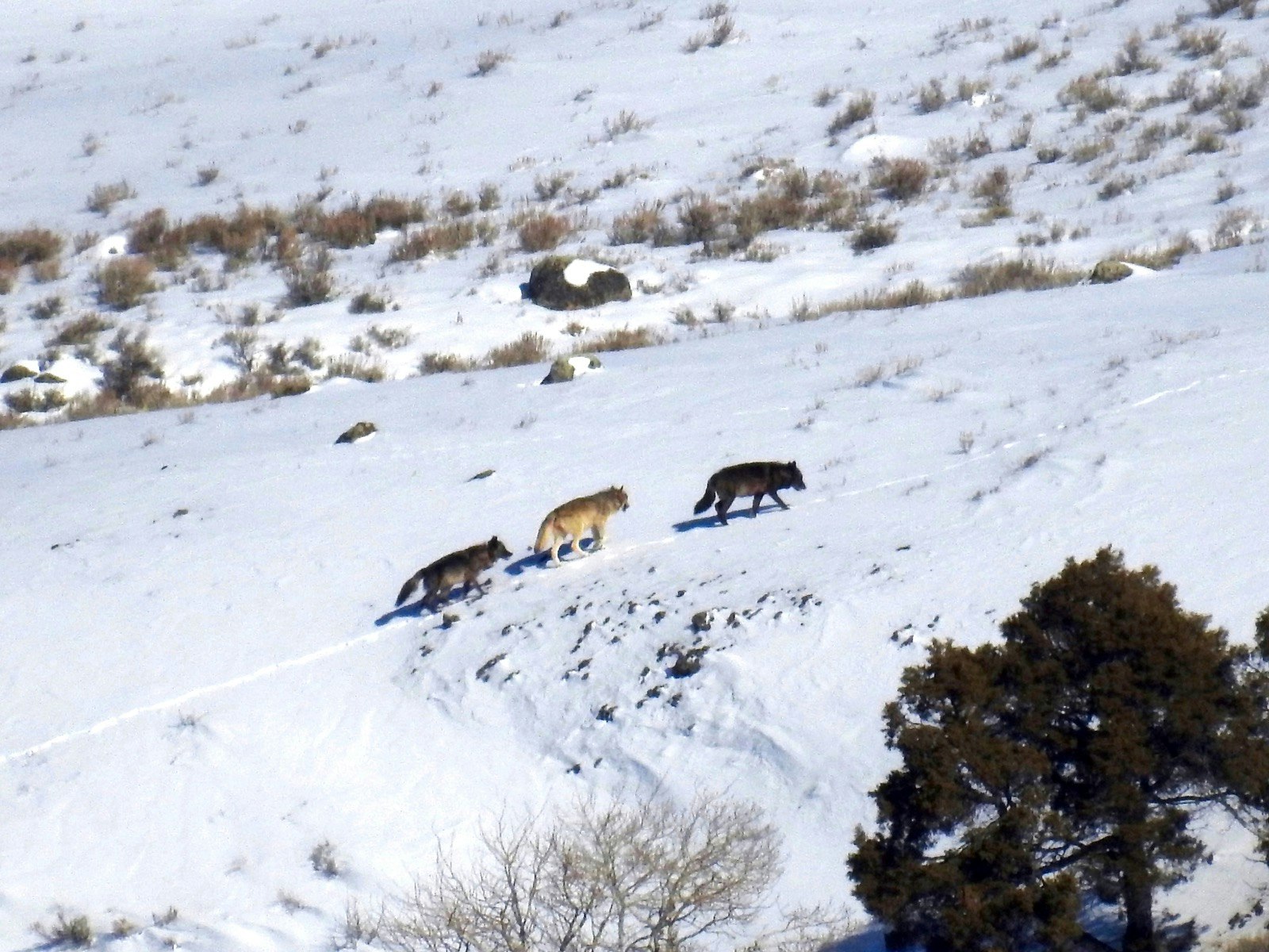 A line of three wolves walks up a snow-covered hill from a distance; Yellowstone winter wildlife