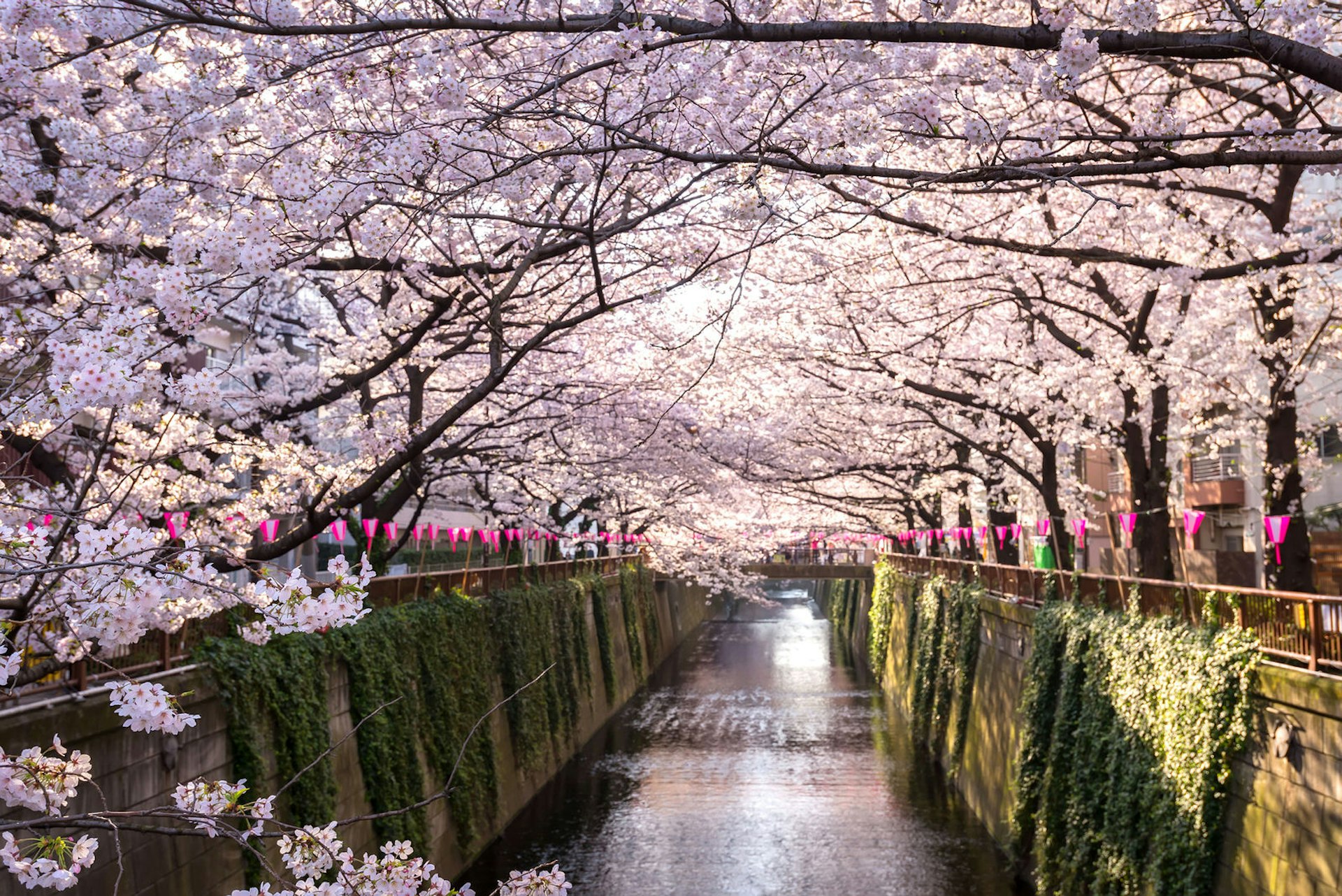 A mirror-still, straight canal in Tokyo, Japan, above which is an archway of tree branches which are heavy with spring cherry blossom