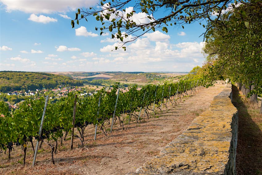 Features - shutterstock_1186153021-ae8725f959c1 A vineyard in Freyburg under a blue sky dotted with clouds