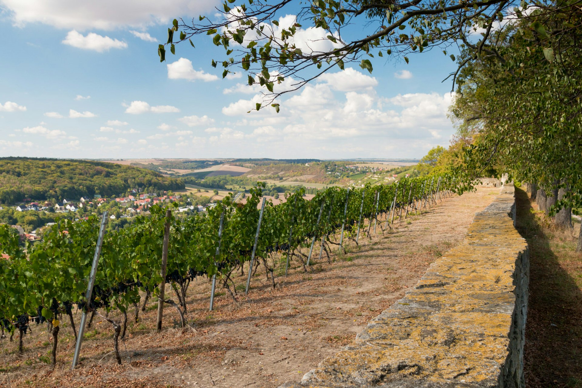 A vineyard in Freyburg under a blue sky dotted with clouds