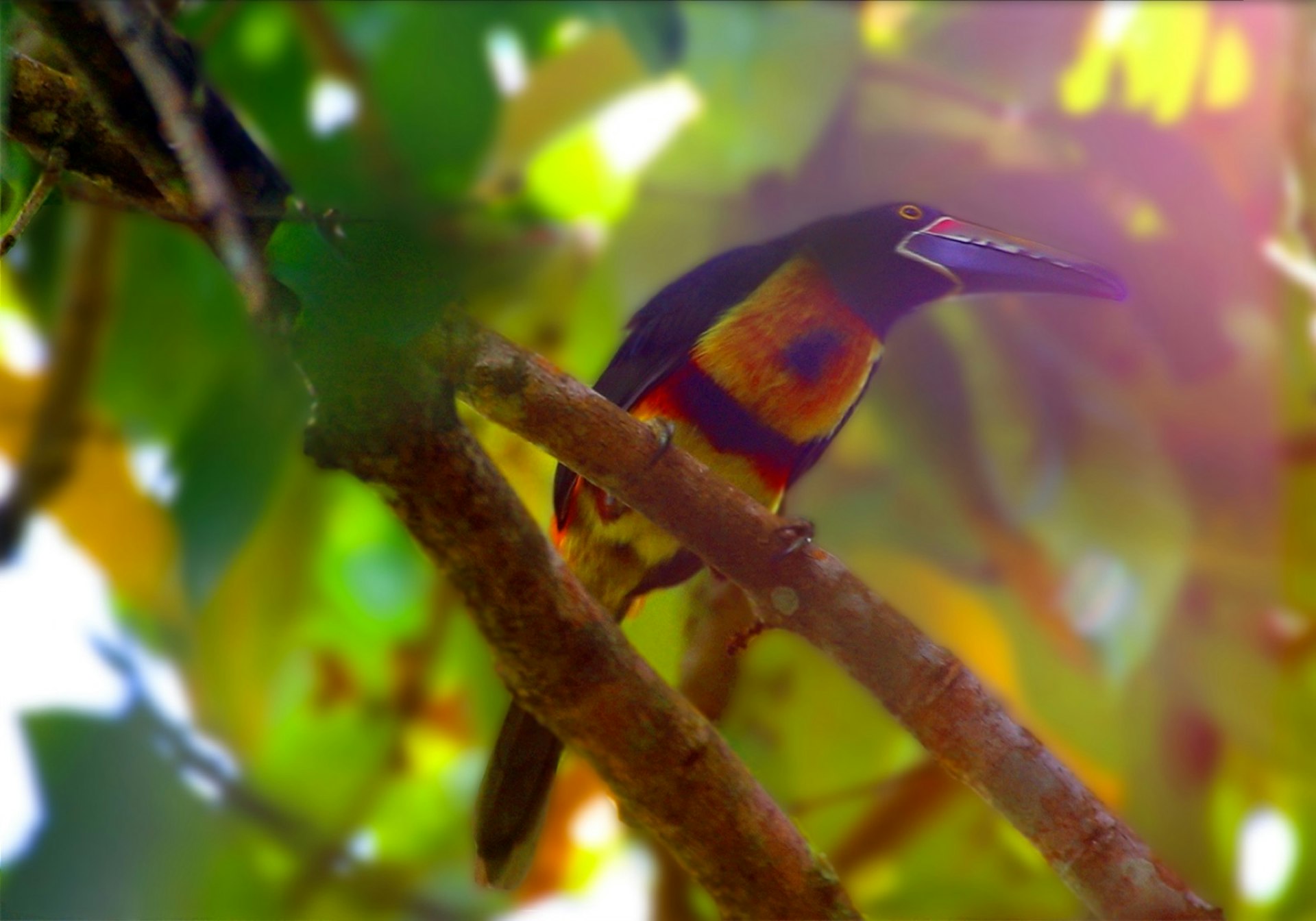 A black, yellow and red toucan sits in a tree at Pico National Park in Honduras © Erik R. Trinidad / Lonely Planet