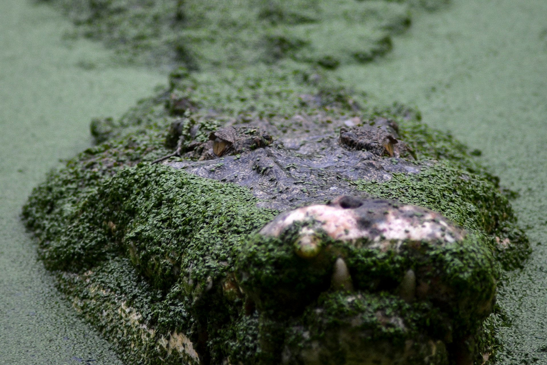 A crocodile in a swamp