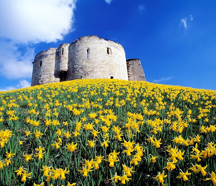 The remains of Clifford's Tower sit on top of a hill, surrounded by daffodils in the spring.