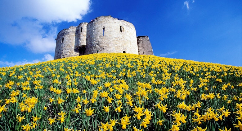 The remains of Clifford's Tower sit on top of a hill, surrounded by daffodils in the spring.